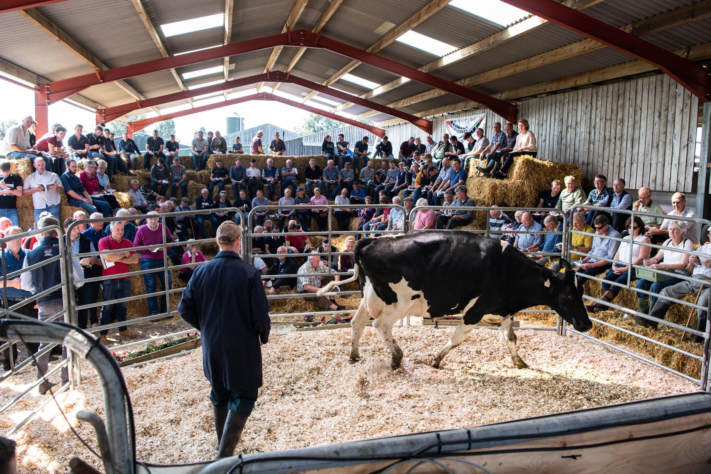 Spectators and buyers gathered to watch the Annandale dairy dispersal sale at Milton farm near Moffat this week Ref:RH240821016 Rob Haining / The Scottish Farmer...