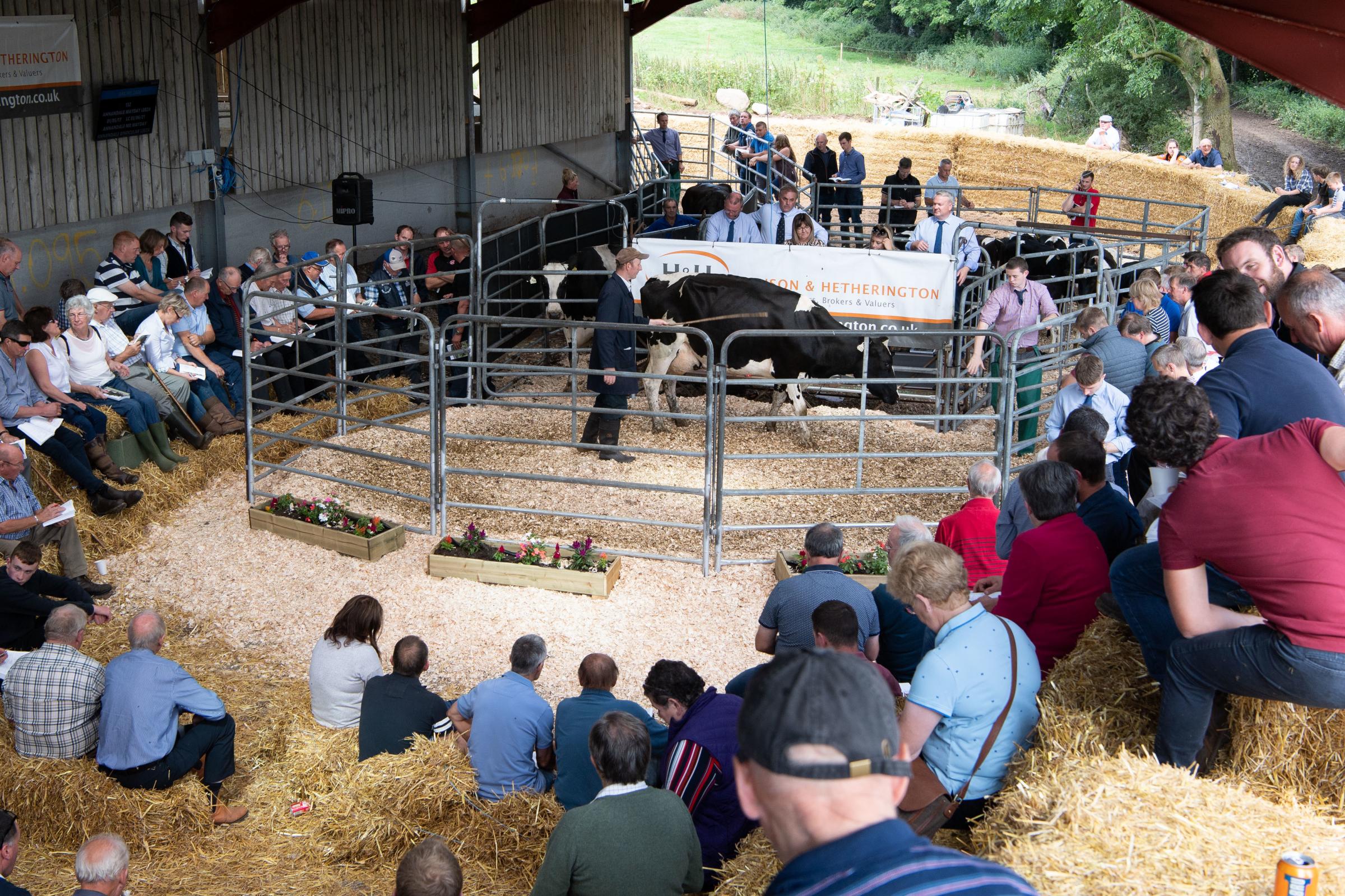 Spectators and buyers gathered to watch the Annandale dairy dispersal sale at Milton farm near Moffat this week Ref:RH240821021 Rob Haining / The Scottish Farmer...