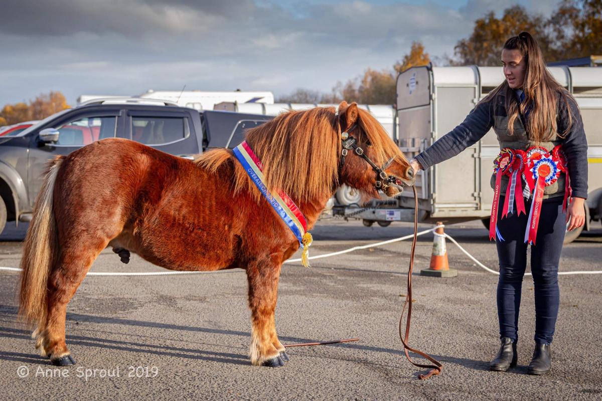 shetland pony for sale scotland