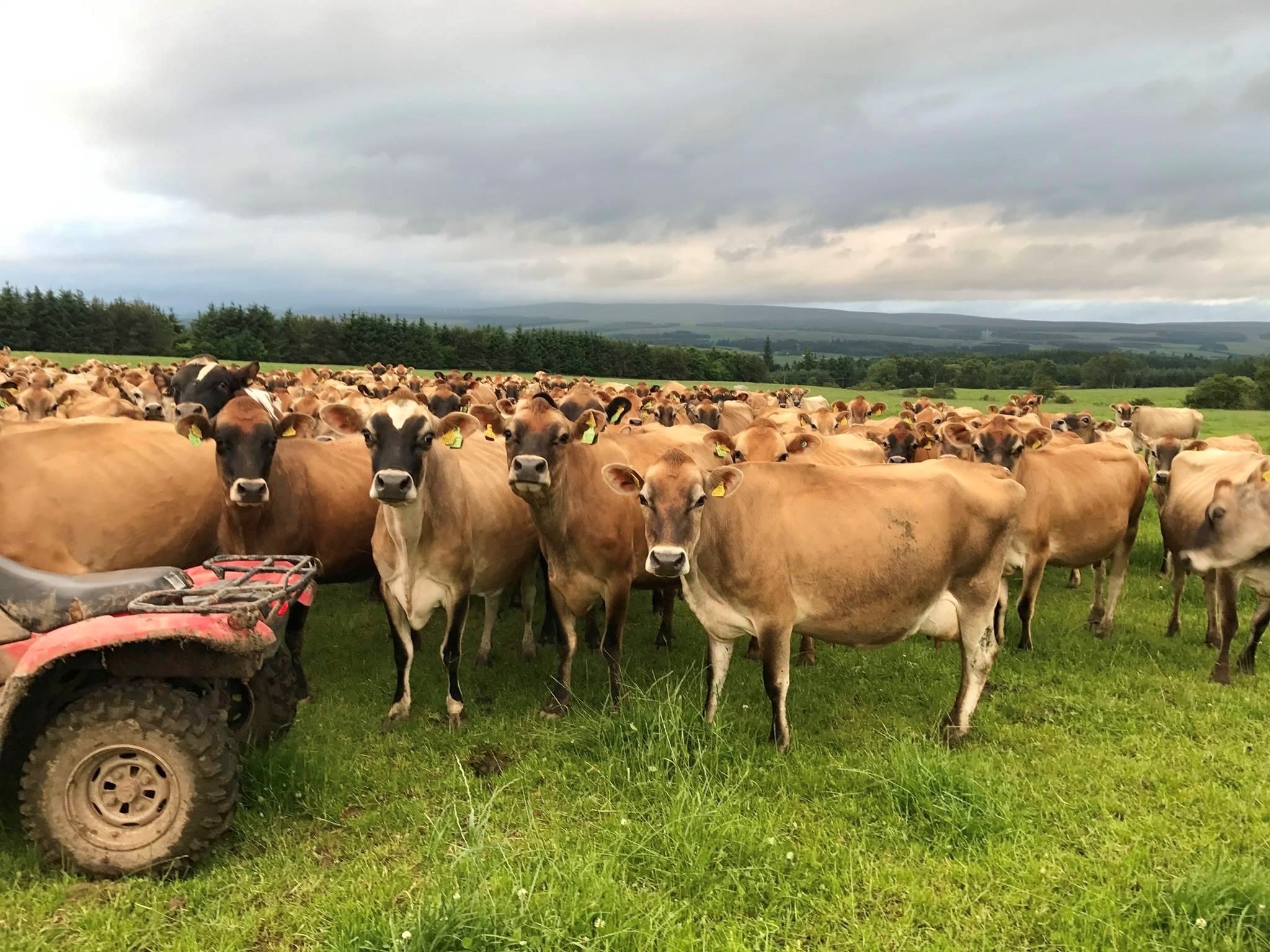 Robert And Rhona Gray Milking Jersey Cows On Hill Farm The Scottish Farmer