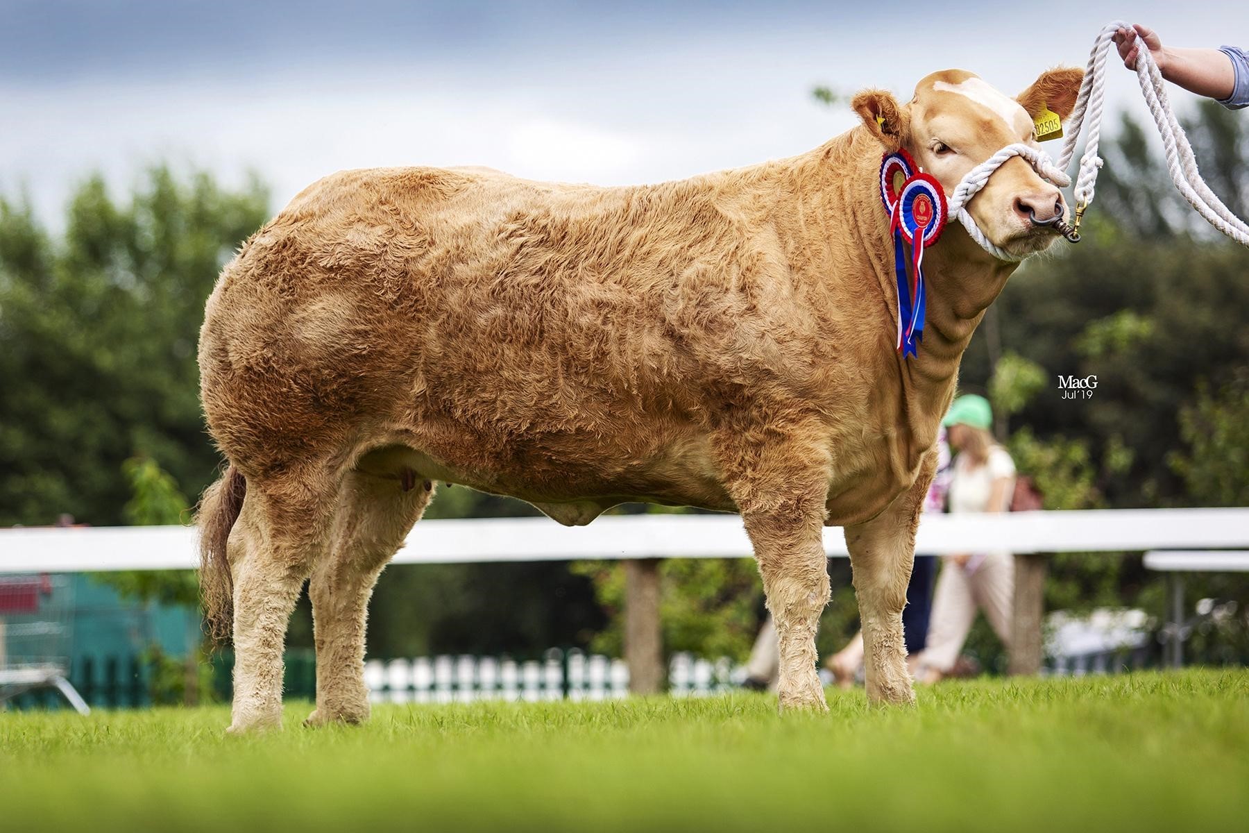 A FAVOURITE is Queen of Hearts, top at the Great Yorkshire in 2019