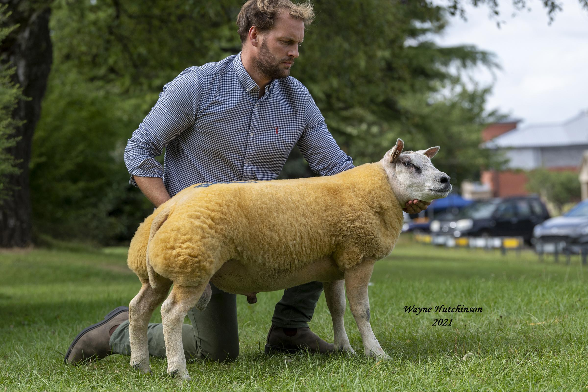 The last of the five figures among the ram lambs was Faughill Gladiator at 10,000gns