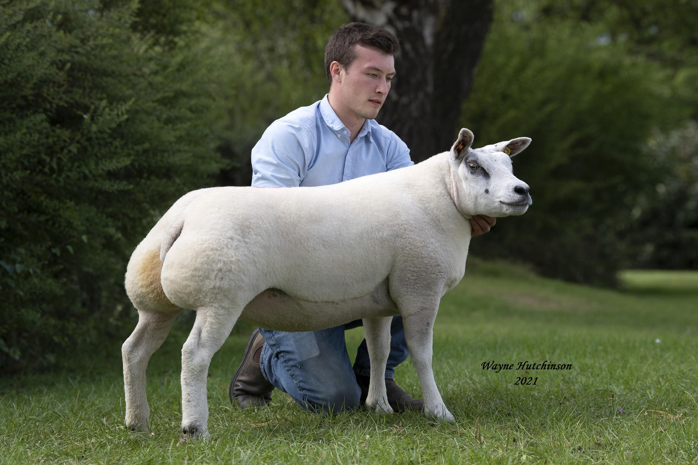 Brilley Fancy Pants made 8000gns in the gimmer ring