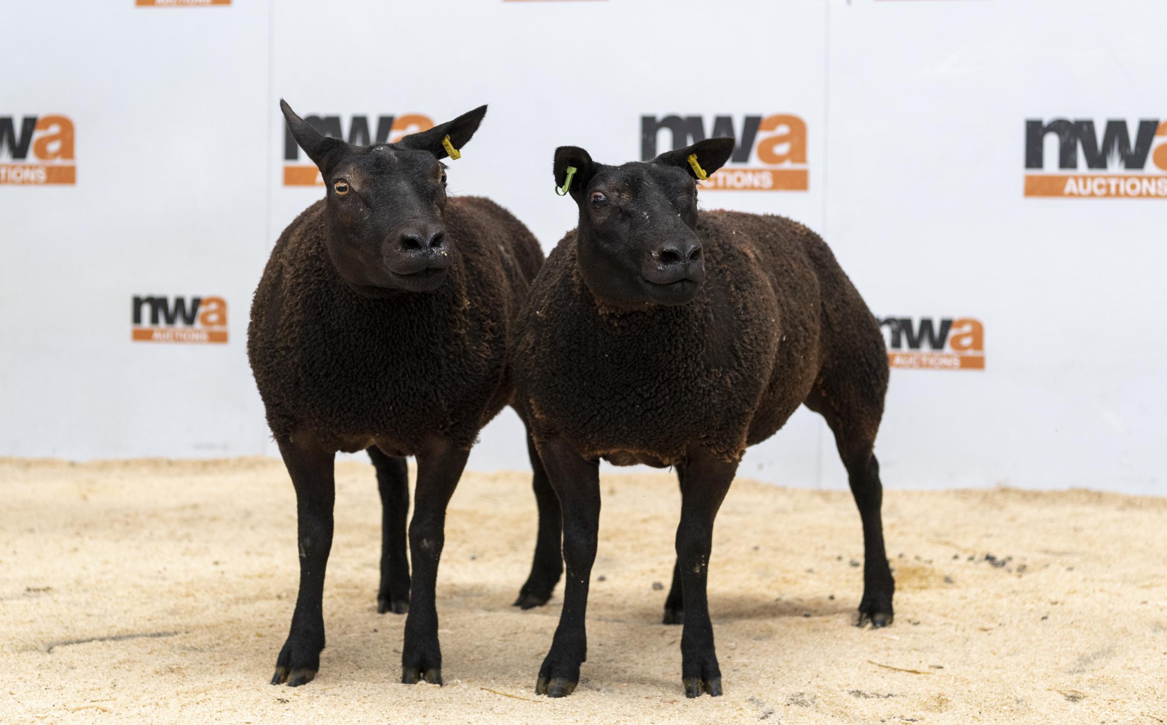 Beltex cross Texel gimmers that sold in memory of the late Graham Slater made £850 with all proceeds donated to the British Heart Foundation