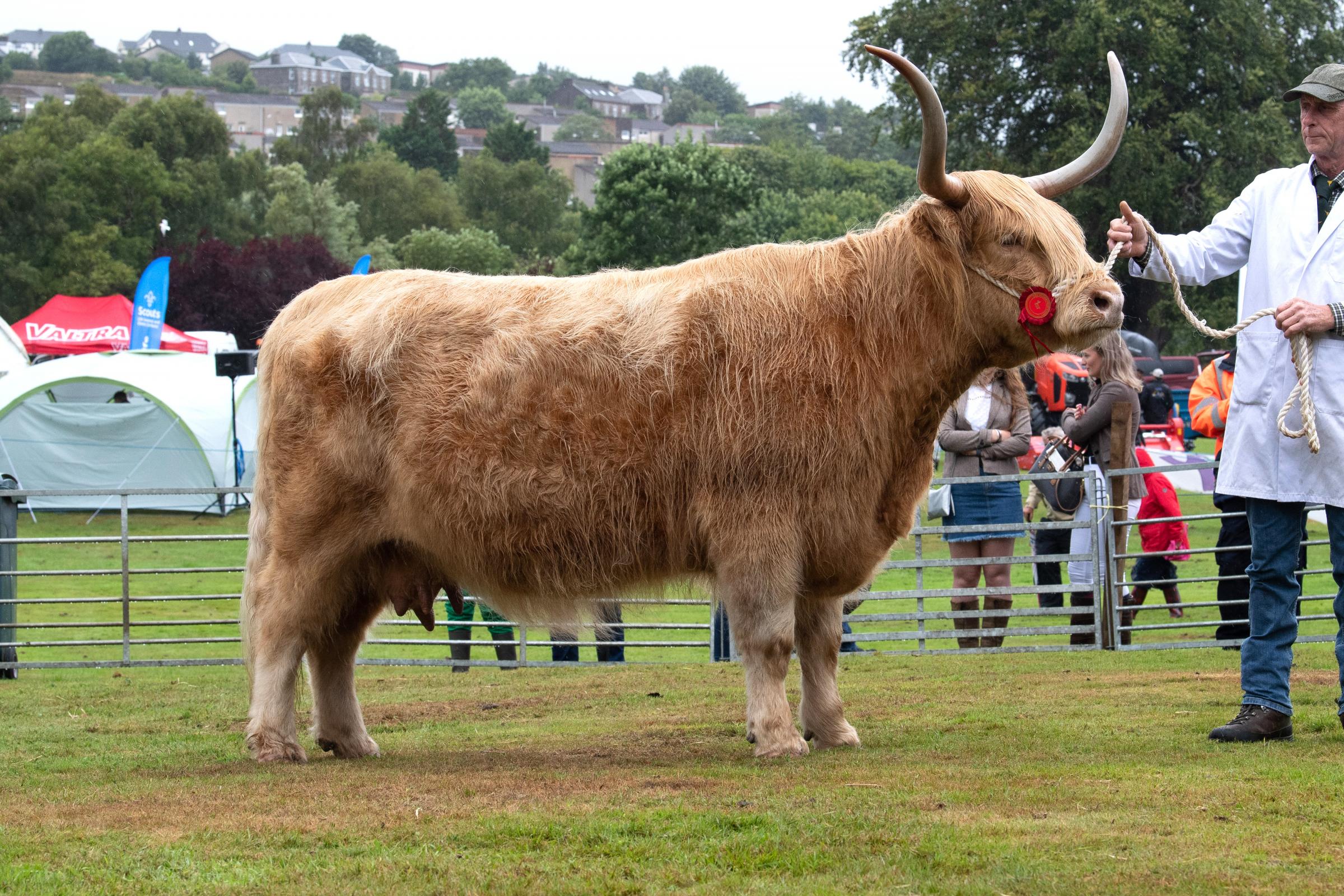 Brennand Farm lands another championship at Skipton calf show