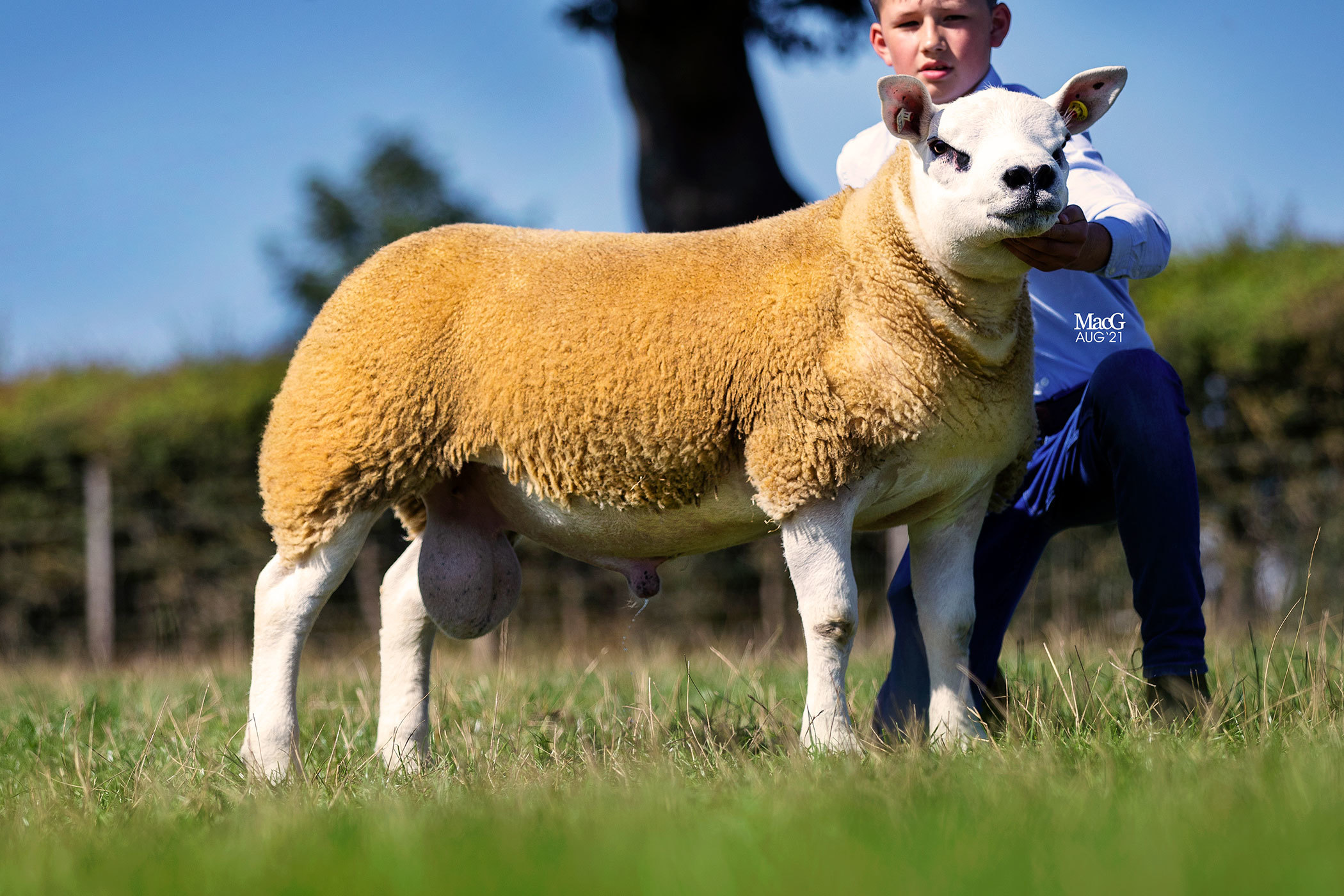 Another from Procters, Eureka sold for 52,000gns