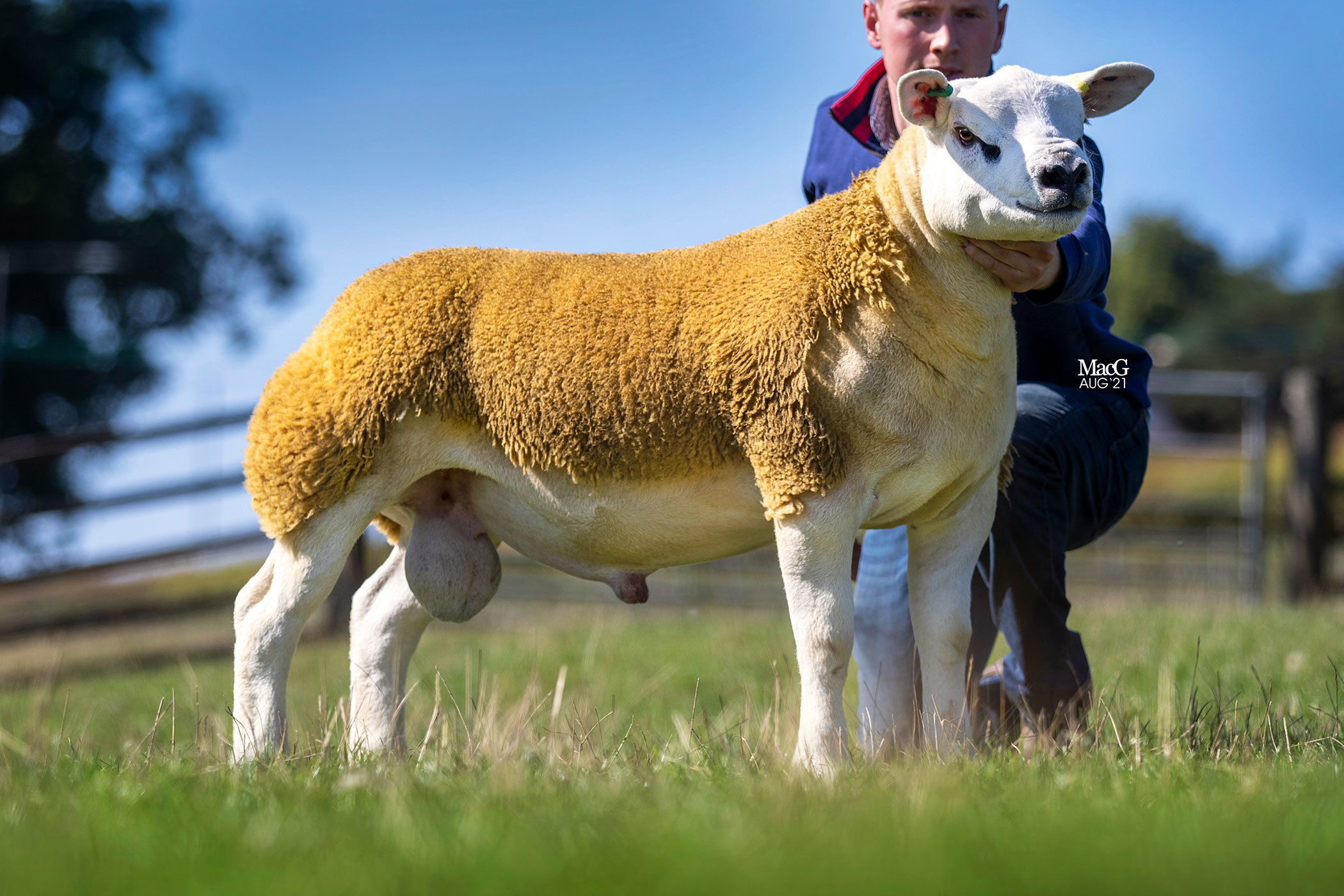 Best from the Boden family, Sportsmans Express realised 75,000gns