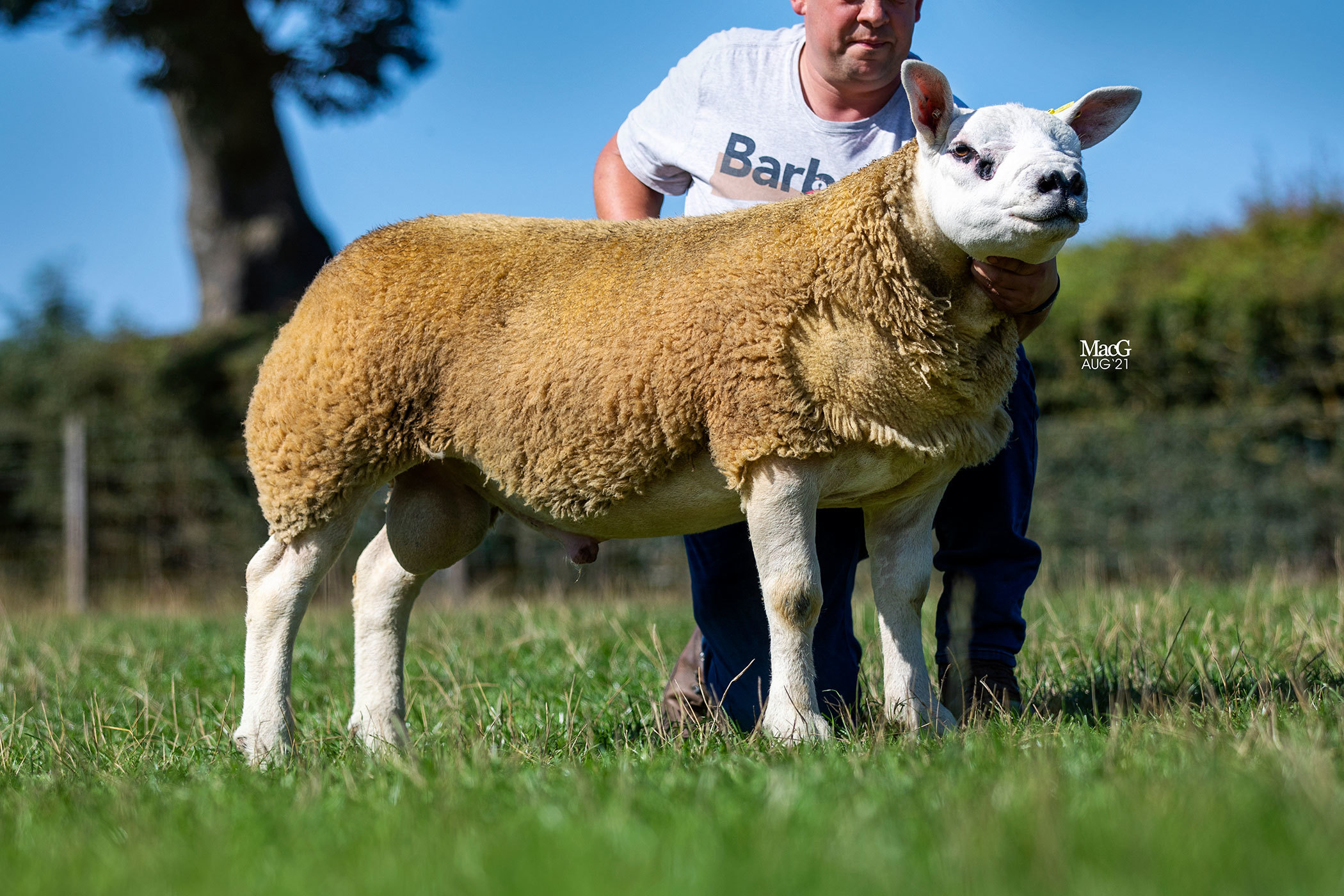 Cressage Enforcer made 38,000gns for Matthew Ellis