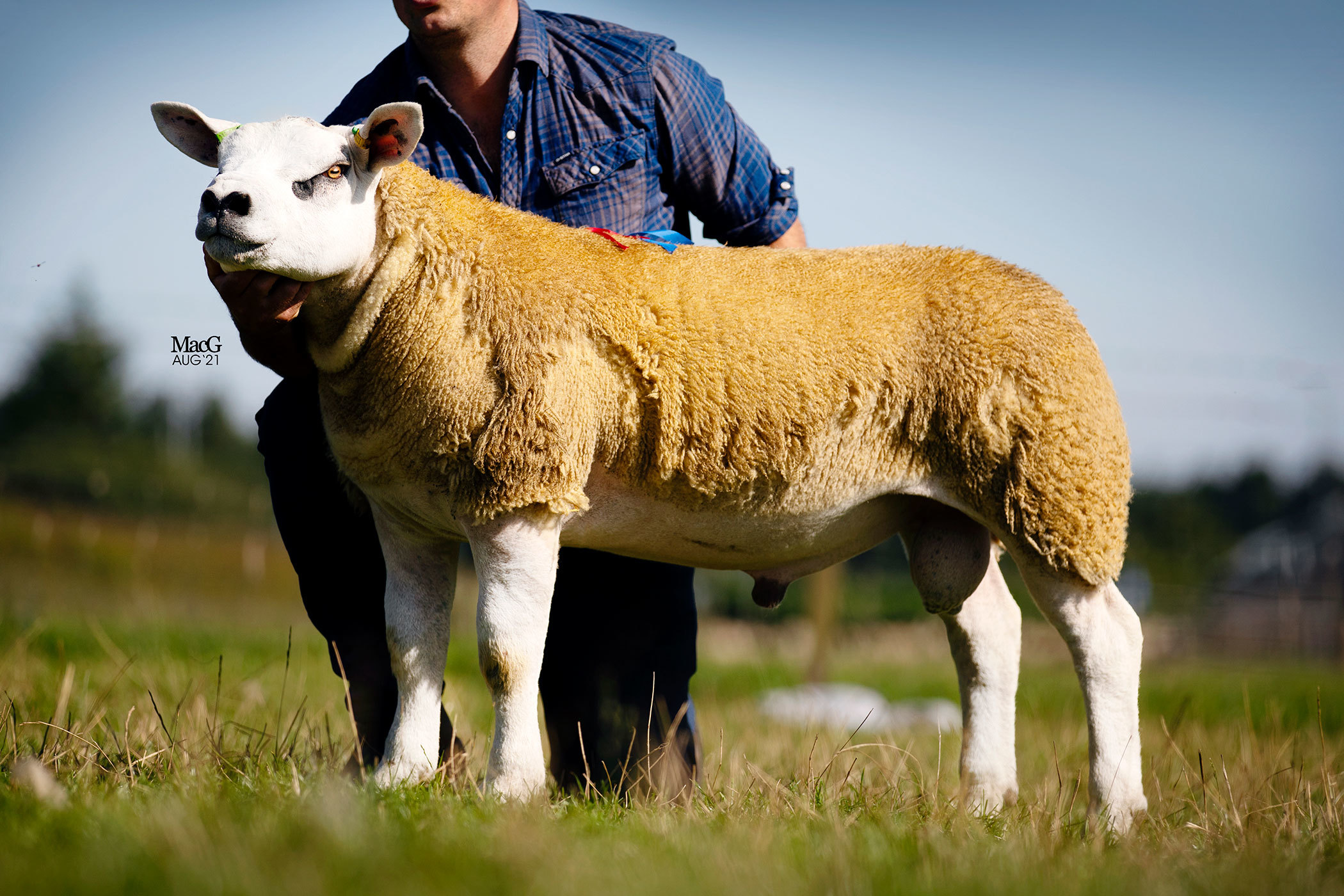 Gordon and David Gray sold Ettrick Earthquake for 26,000gns