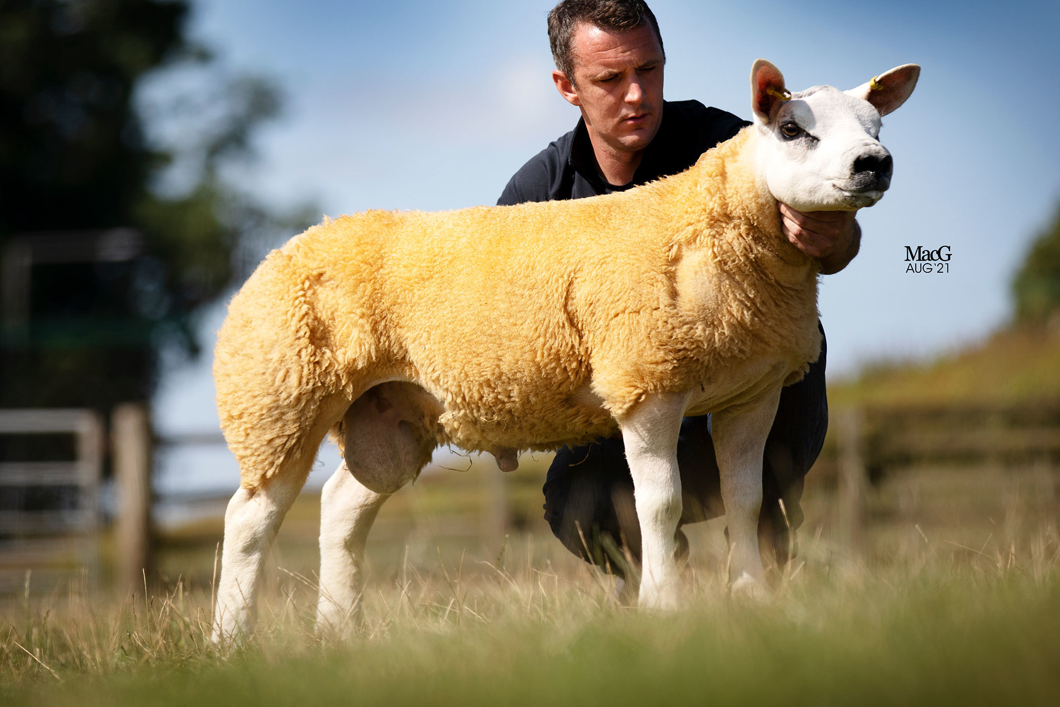 Last Lanark tup lamb sale from George Howie, Knock Eastwood sold for 22,000gns