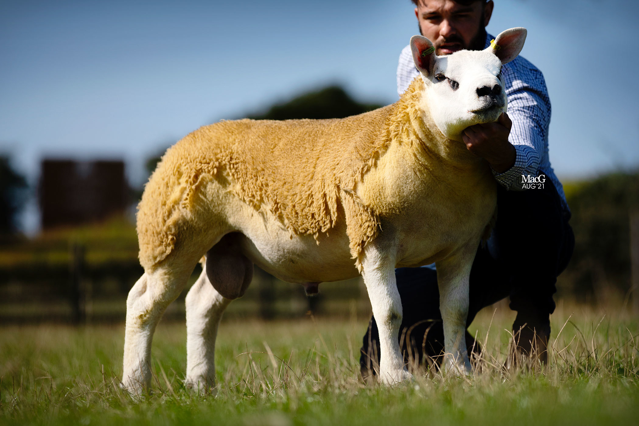 Willy Davies Usk Vale Eddie sold for 20,000gns