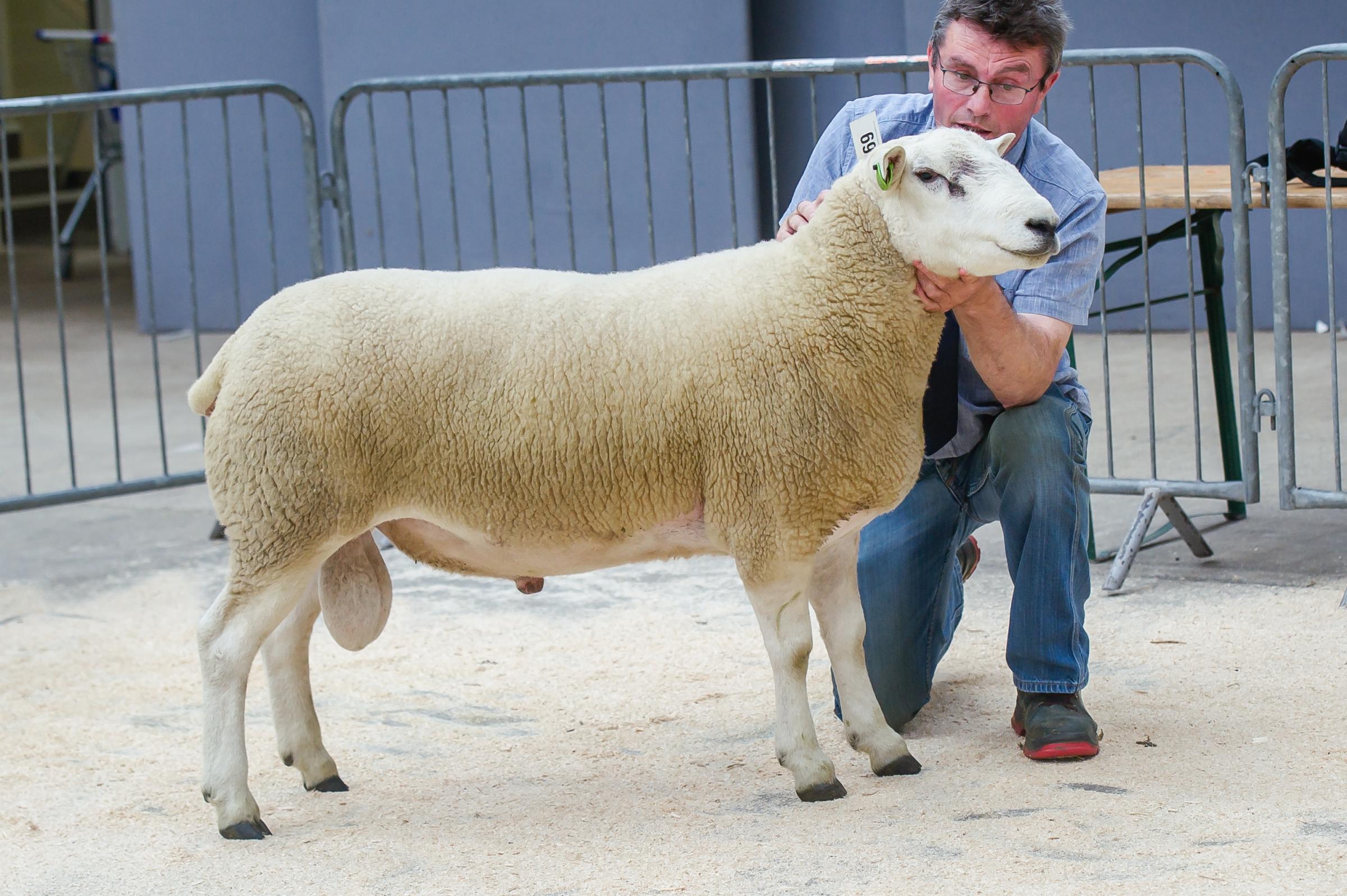 Laga Farms also sold a shearling ram at 3200gns