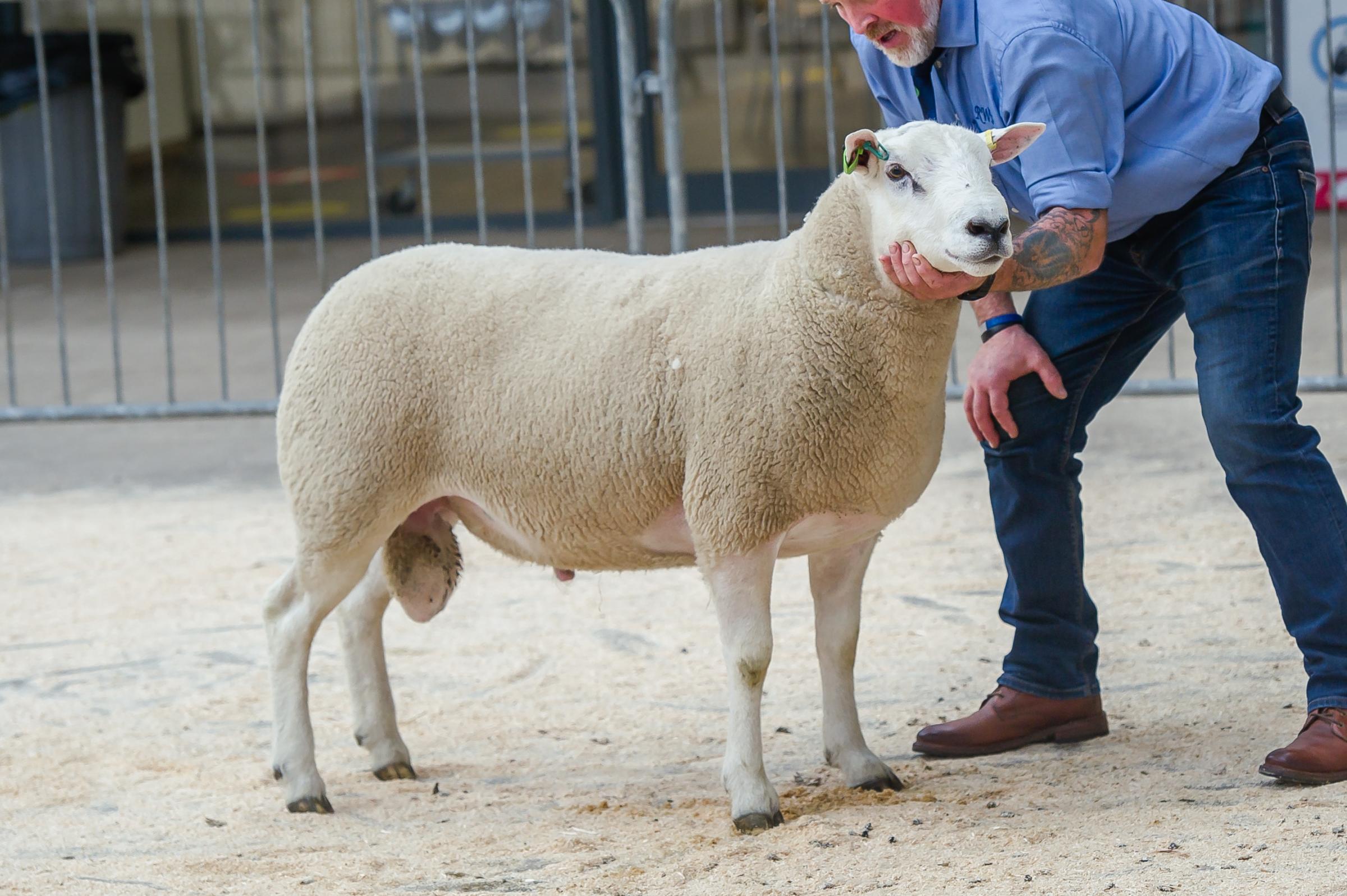 Derek Steen received 3200gns for this Ballylinney ram