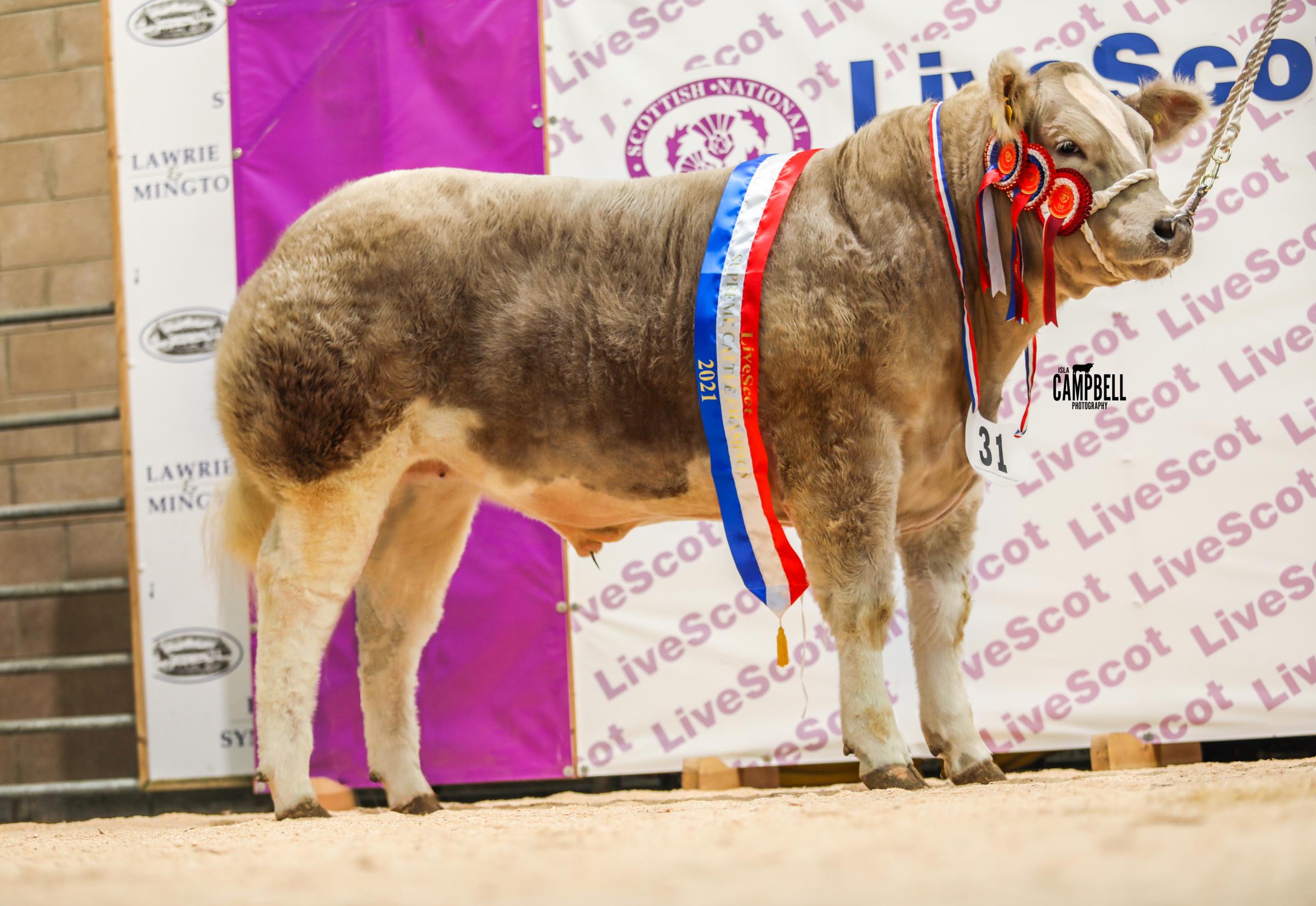 Last years supreme was this Charolais cross bullock from Craig and Teen Malone