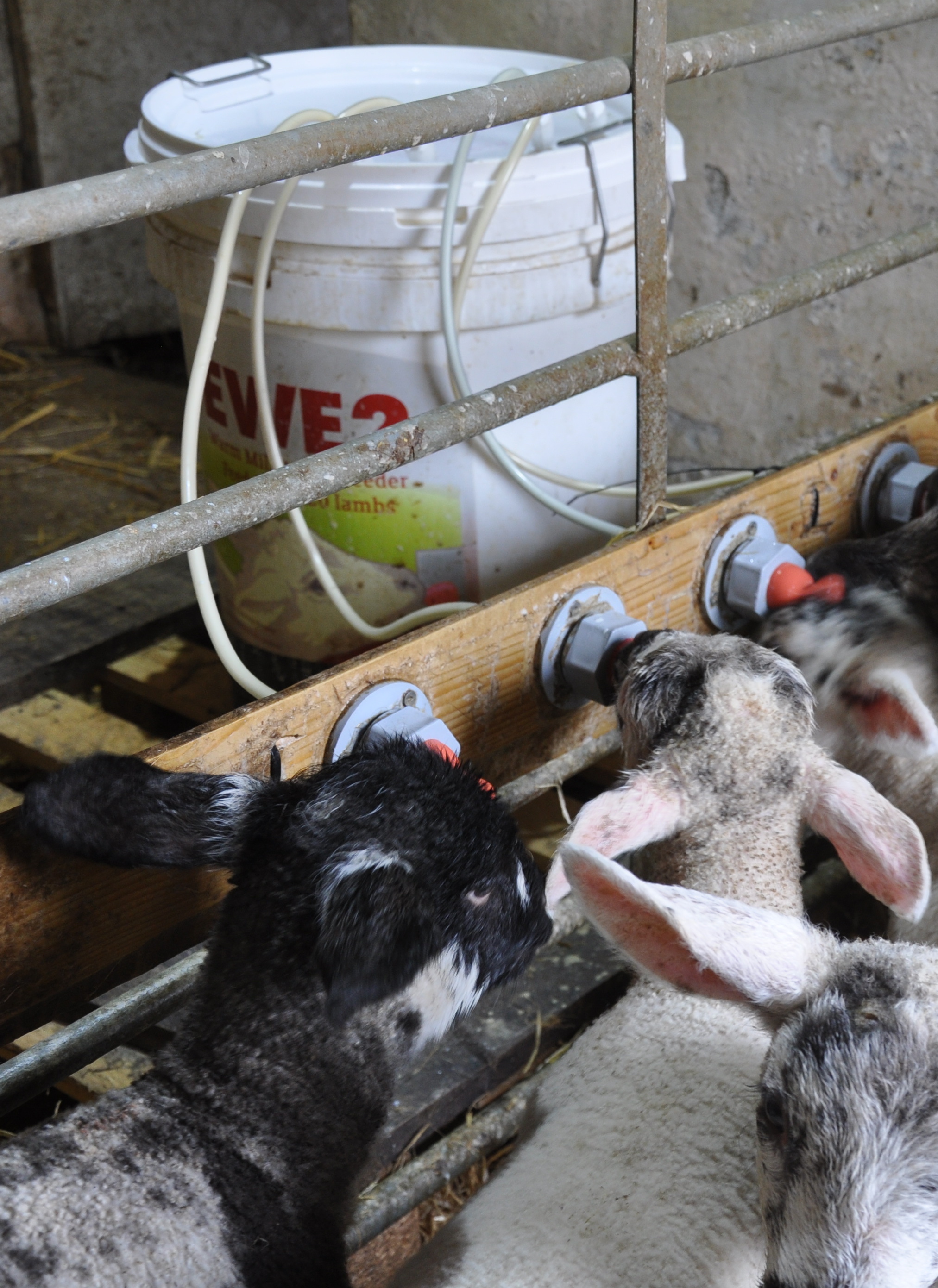 More farmers are looking to rear orphan and triplet lambs on a machine this year