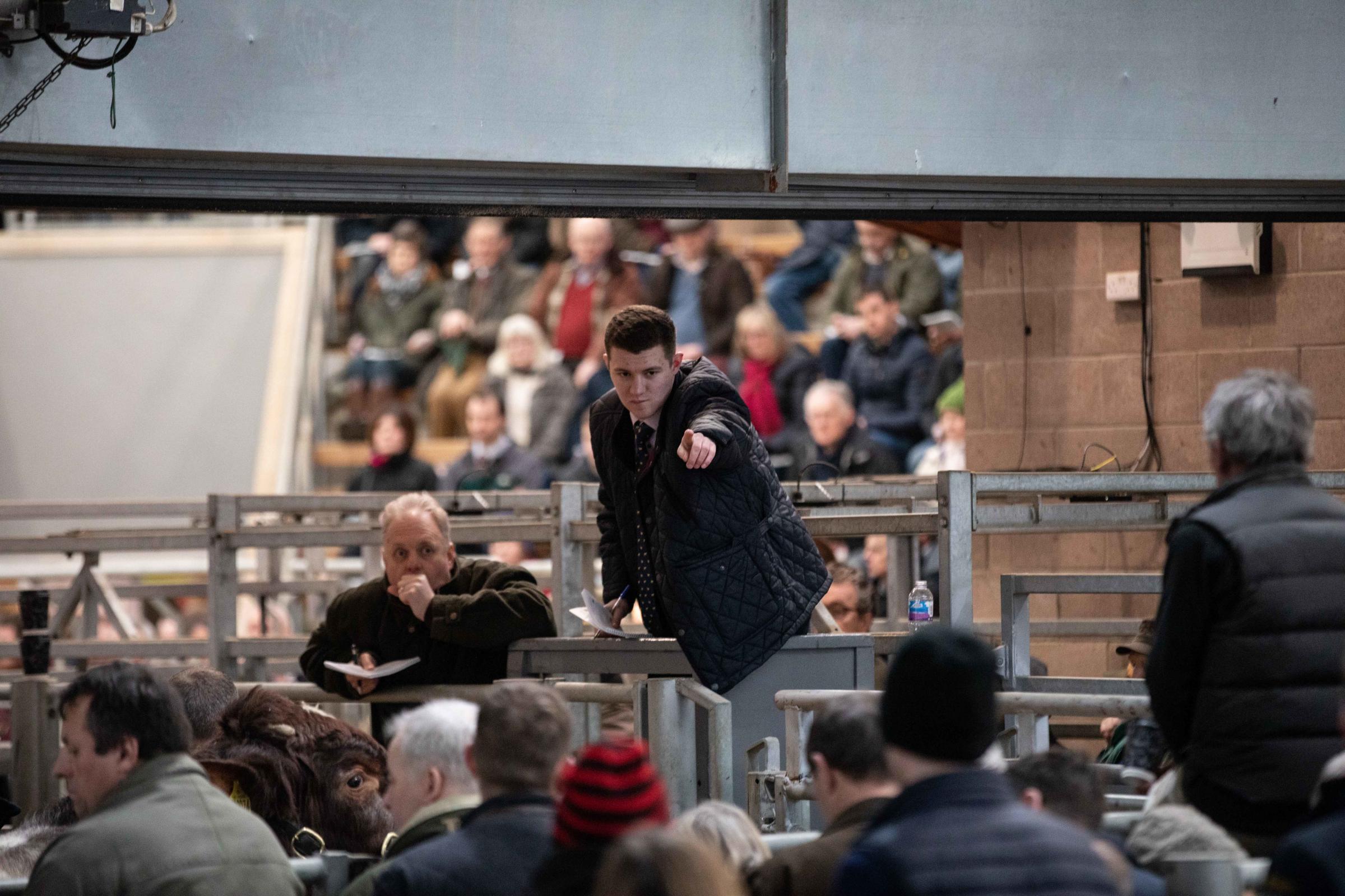 Tic Tac bids are always aplenty at the Stirling Bull Sales