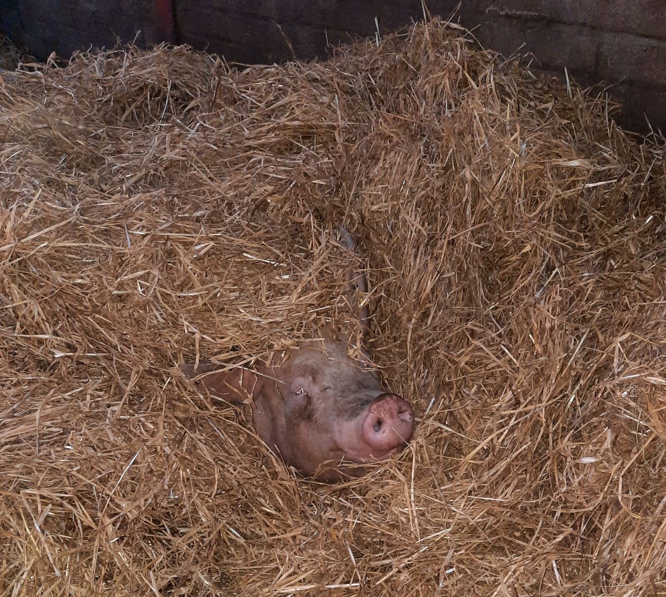 Fiona Robson: Its a happy new bed day for this little piggie