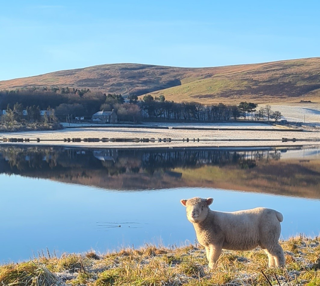 James Royan: A Dorset lamb reflecting on the beauty of the Whiteadder Reservoir in the Lammamuir Hills, in the Scottish Borders