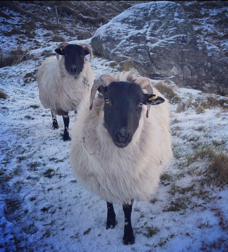 Michelle Galbraith: A pair of Blackface sheep on the Isle of Barra, where they really have to be hardy