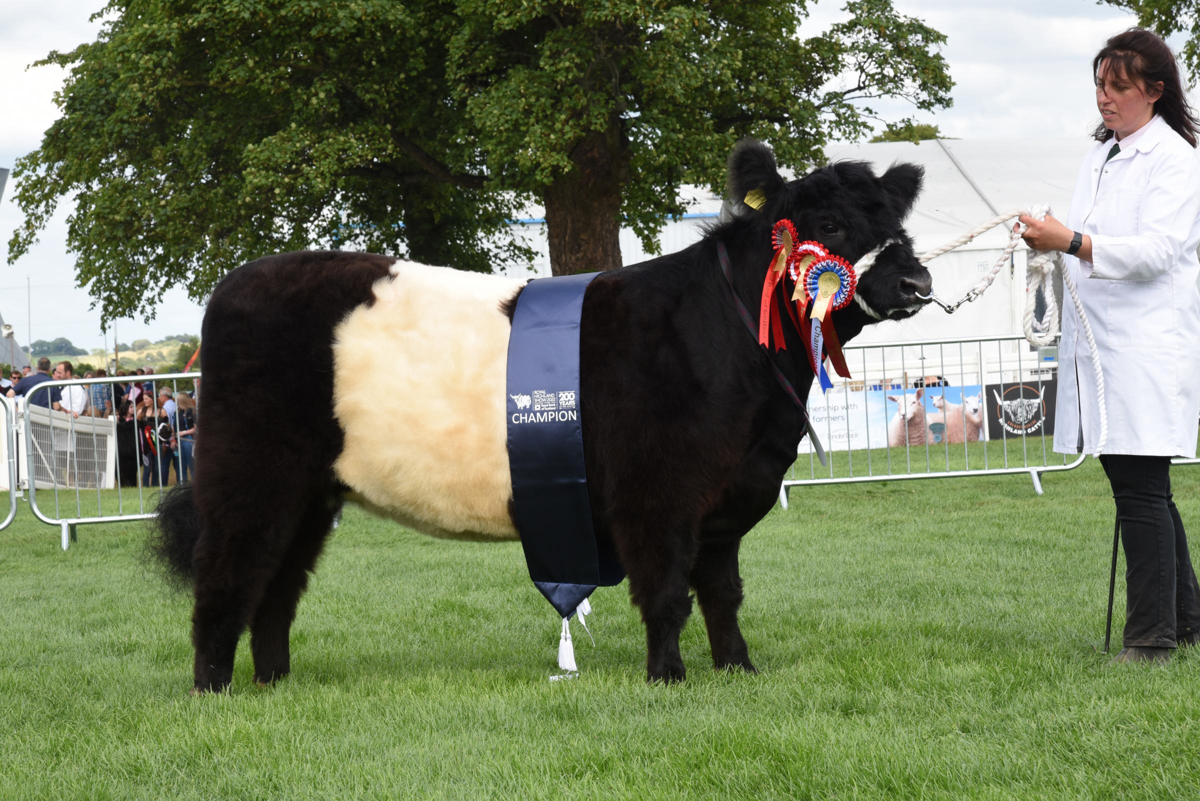 Belted Galloway champion Tottingworth Mary 1st from J and S Wareham Ref:RH230622053 Rob Haining / The Scottish Farmer...