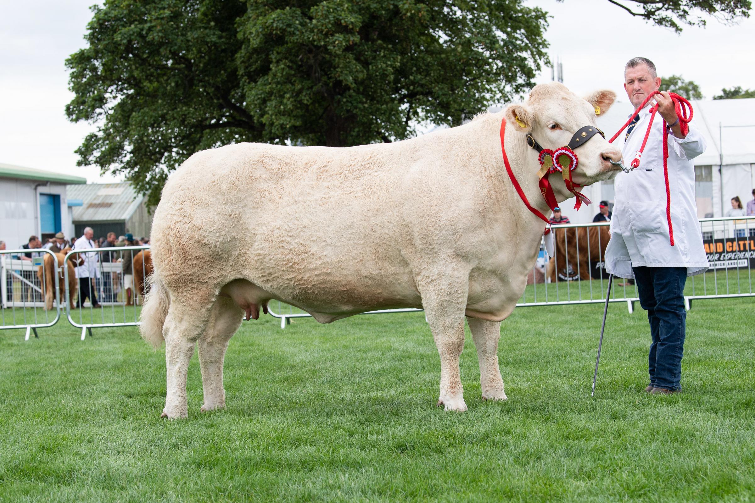 Champion in the British Blonde Section was Brownhill Netta from Thor Atkinson Ref:RH230622039 Rob Haining / The Scottish Farmer...