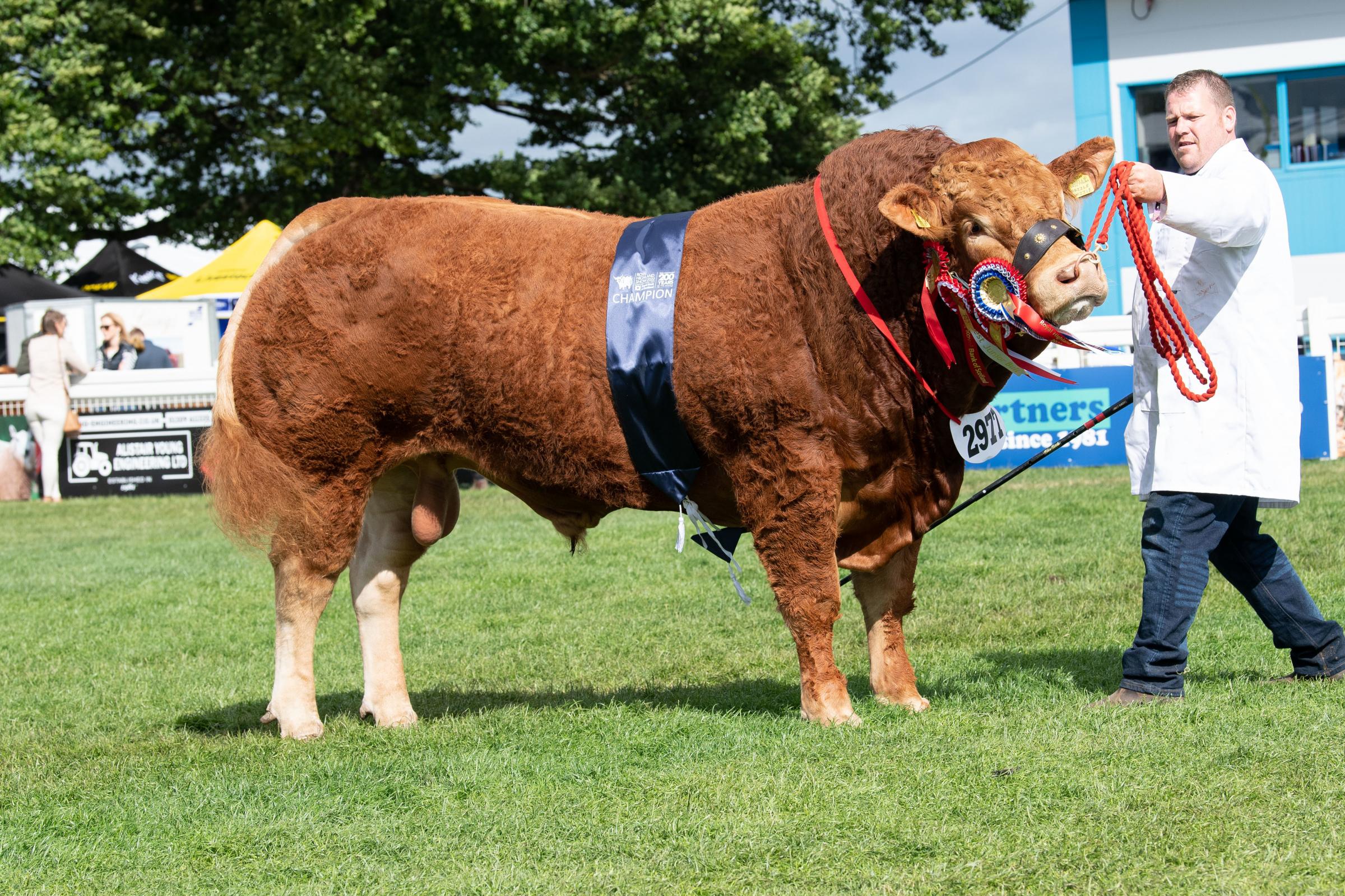 Junior Beef inter-breed champion was Whinfelllpark Sven from the Jenkinsons Ref:RH250622067 Rob Haining / The Scottish Farmer...