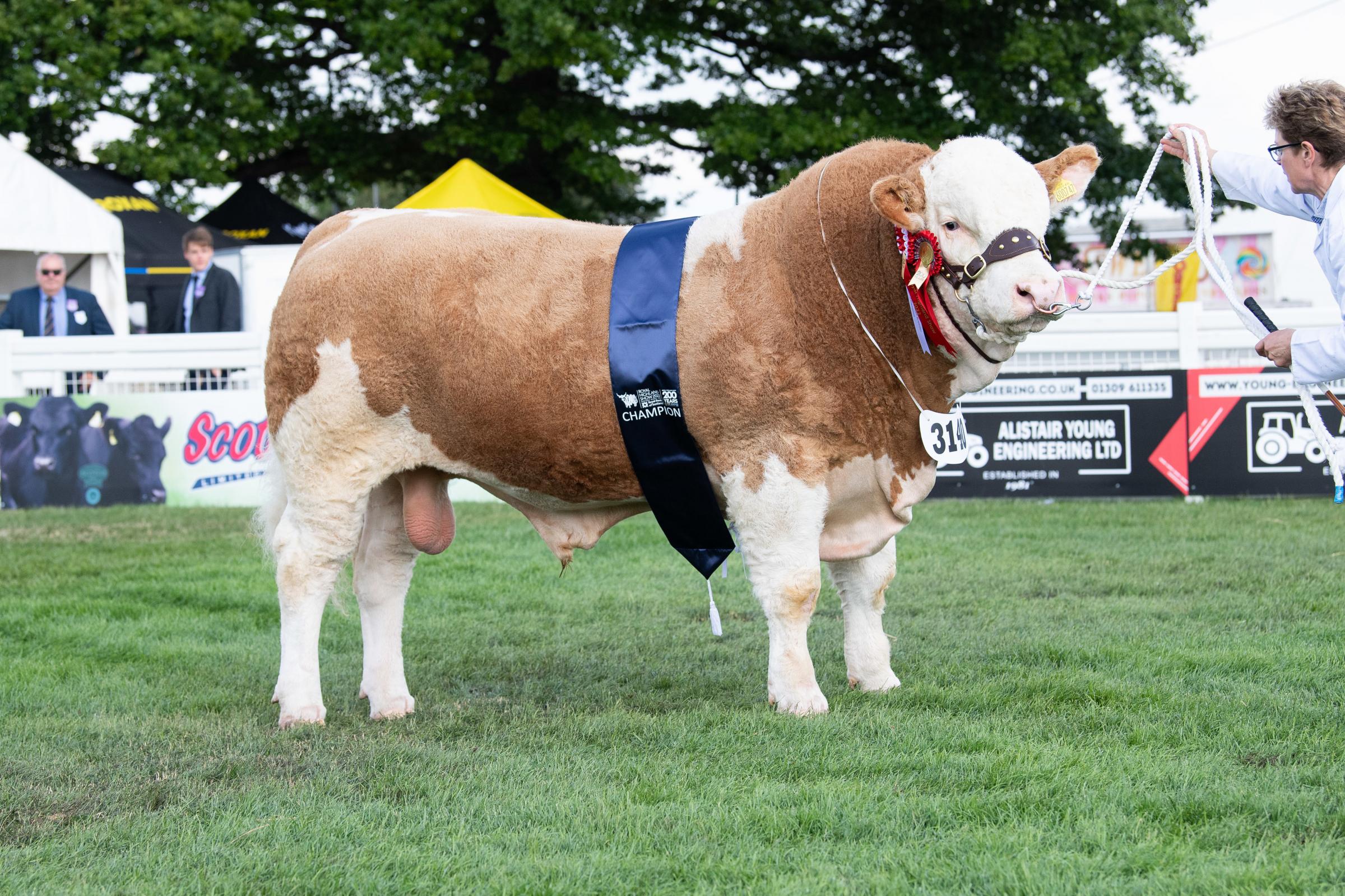 Blackford Local Hero from Anne MacPherson won the Continental section in the Beefbreeder Championship Ref:RH240622080 Rob Haining / The Scottish Farmer...