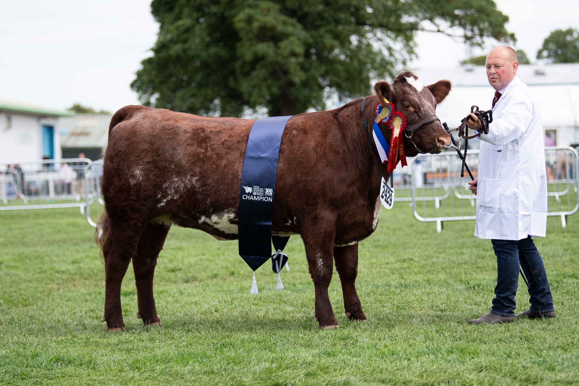 Shorthorn champion was Blackbrook Heathermaid Rosa from Andrew Thornber Ref:RH240622109 Rob Haining / The Scottish Farmer...