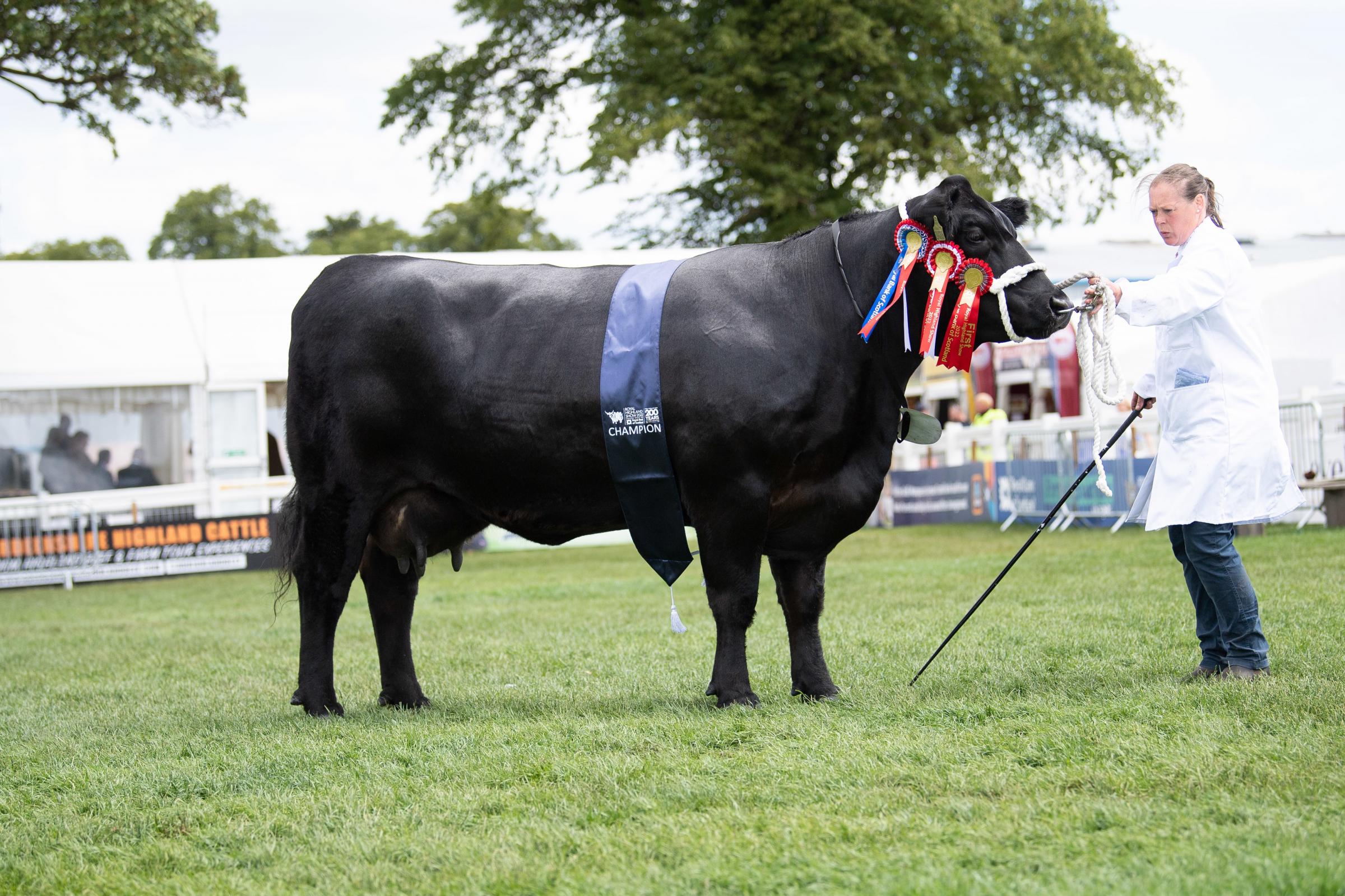 Stouphill Quorum from the Allan family stood champion in the Aberdeen Angus section Ref:RH250622096 Rob Haining / The Scottish Farmer...