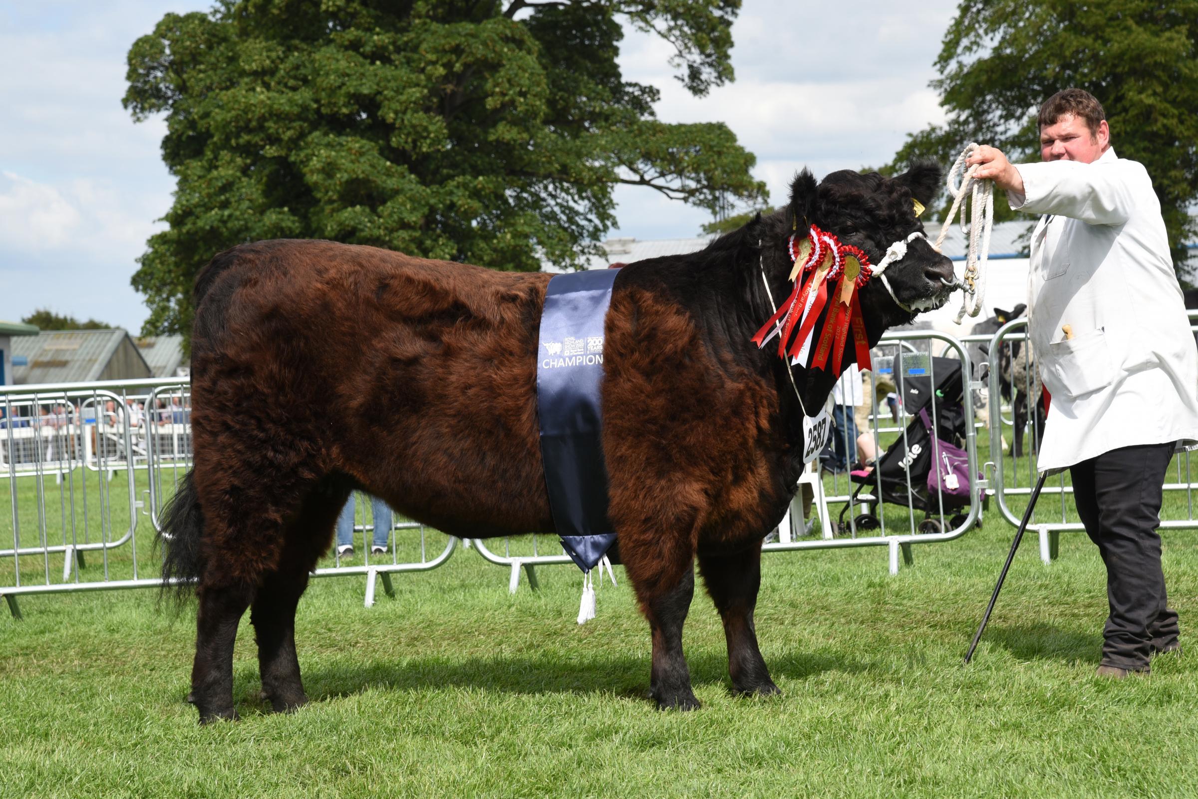 J and S Ross won the Galloway section with Beauty 2431 of Romesbeoch Ref:RH230622052 Rob Haining / The Scottish Farmer...