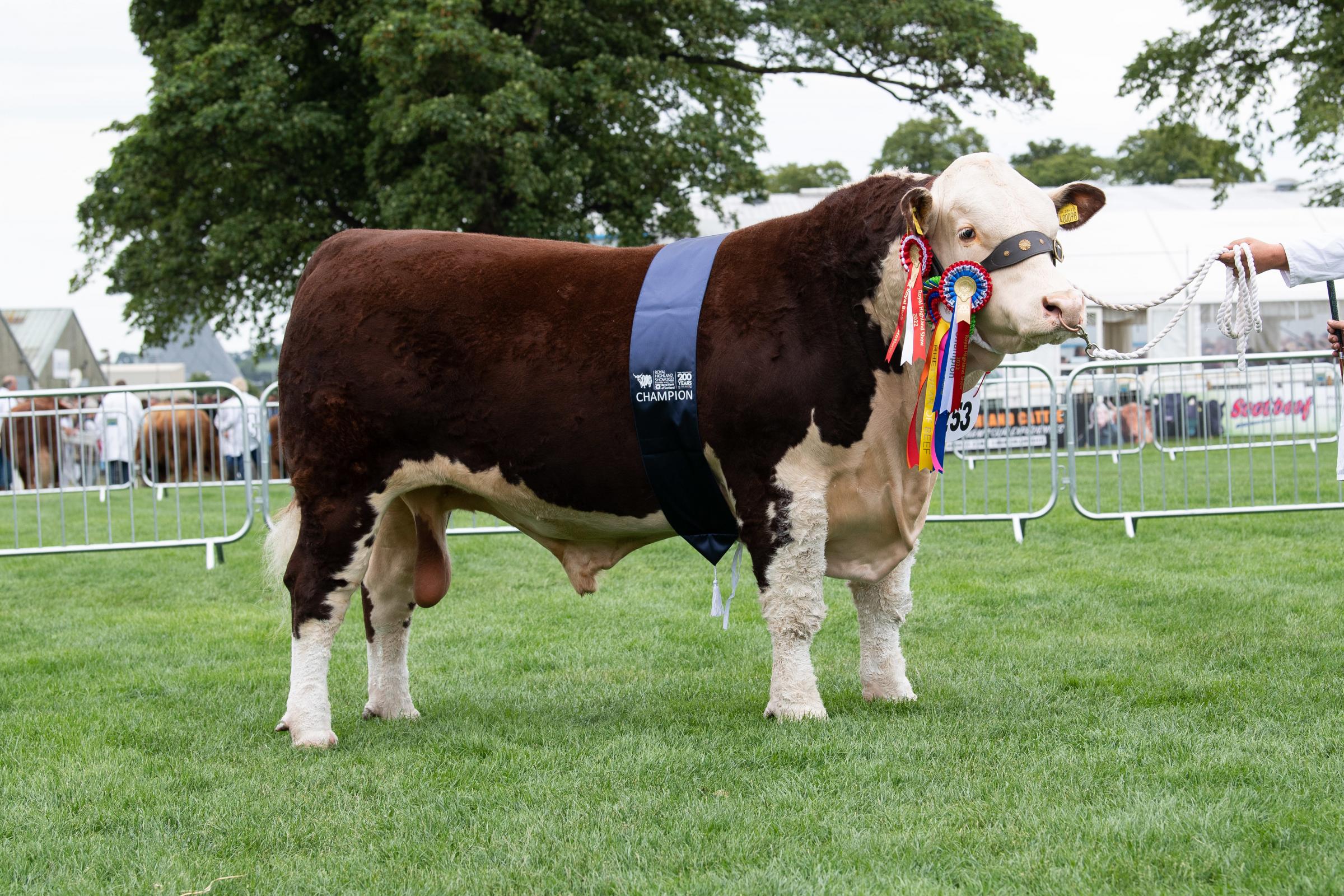 S C and G L Hartwright won the the Hereford section with Spartan 1 Typhoon Ref:RH230622055 Rob Haining / The Scottish Farmer...