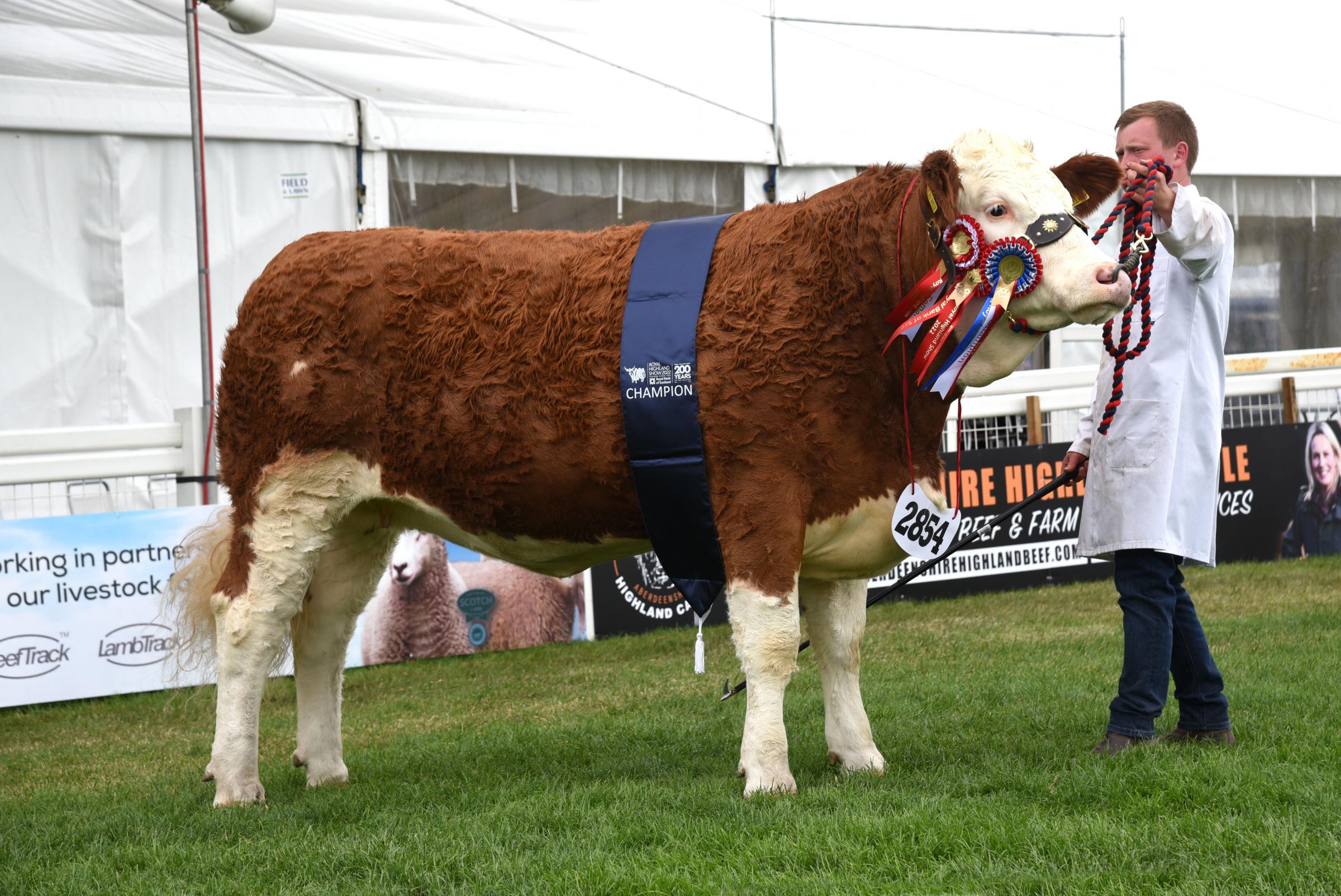 Islavale Lullaby from R and A Simmers stood champion in the Simmental section Ref:RH230622051 Rob Haining / The Scottish Farmer...