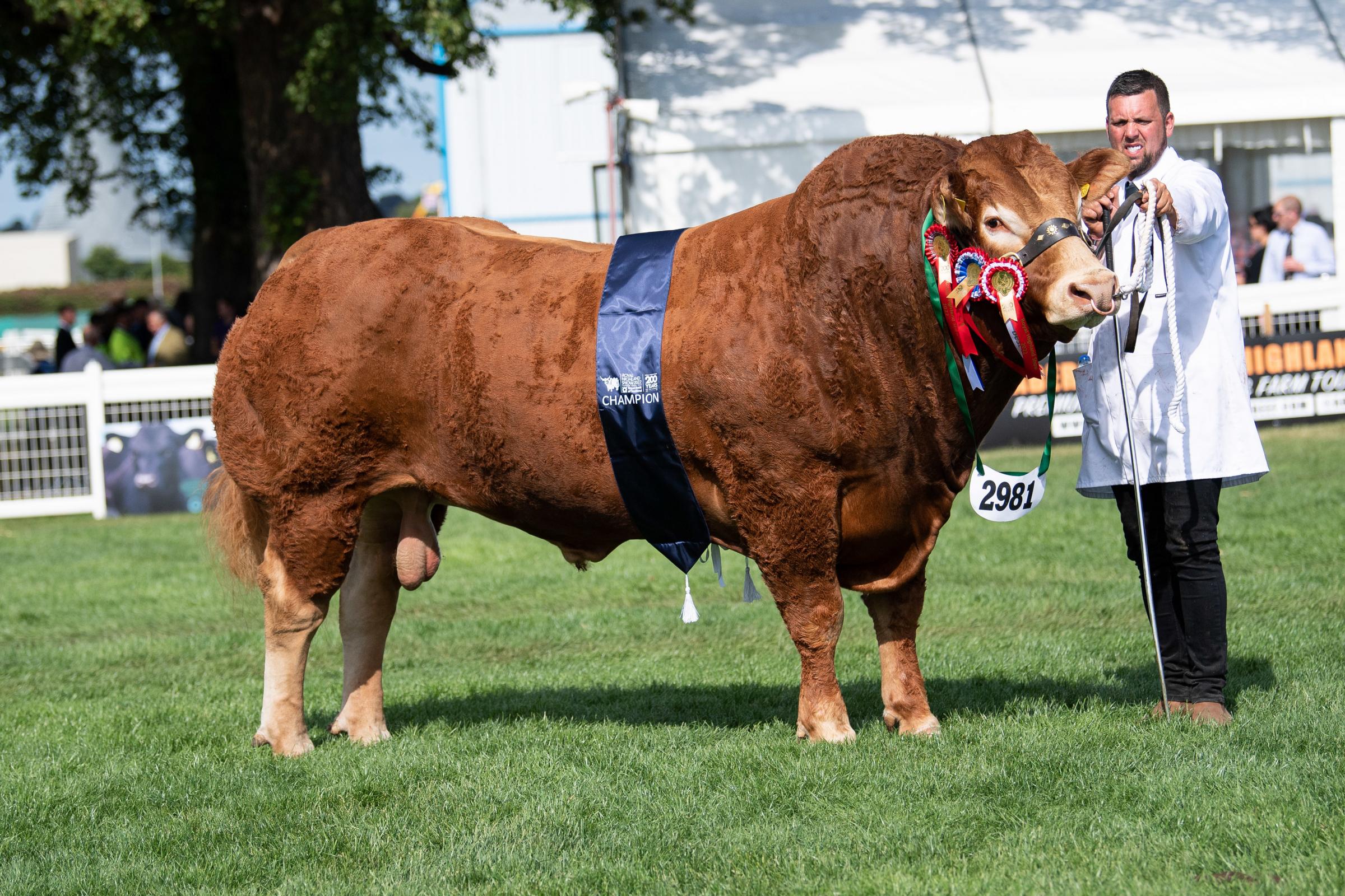 Limousin champion was Pabo Proctors from A W Jenkinson Ref:RH230622088 Rob Haining / The Scottish Farmer...