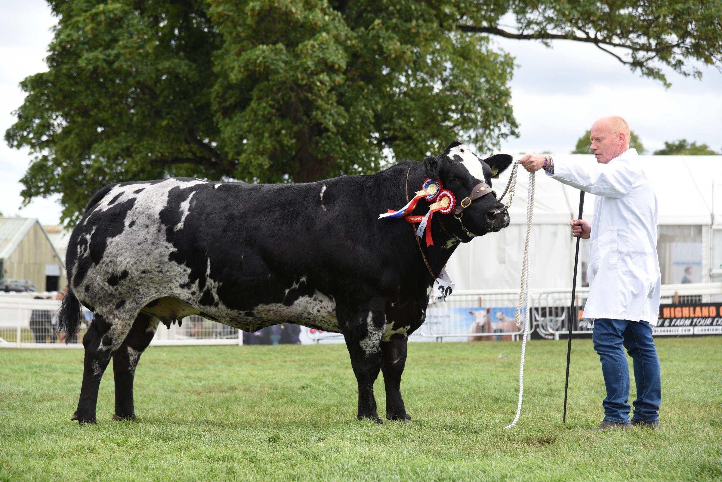 British Blue champion was from Kevin Watret Ref:RH250622012 Rob Haining / The Scottish Farmer...