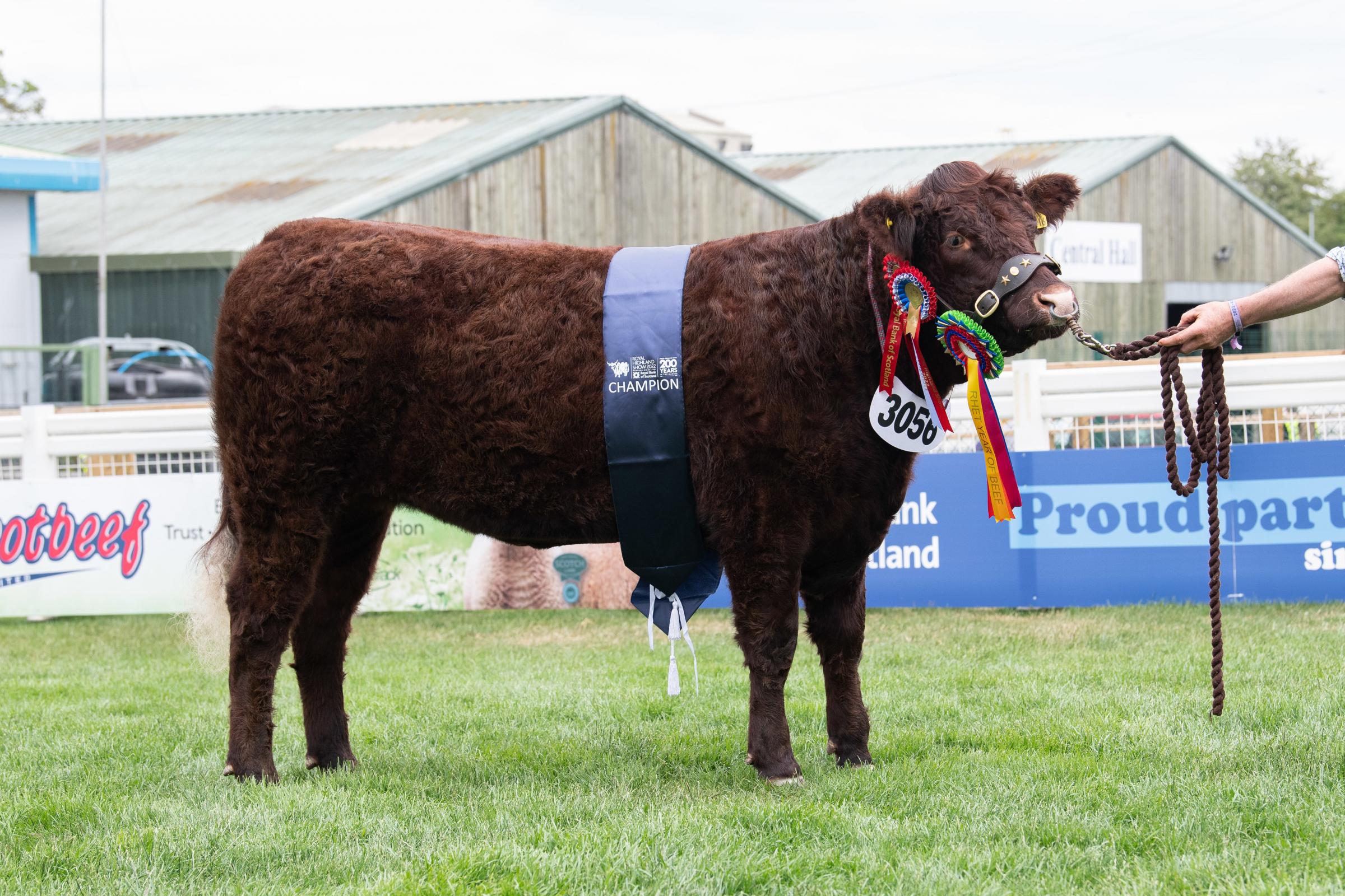 Salers champion was Kaimburn Ronaldo from Edgerston Trading Ref:RH230622052 Rob Haining / The Scottish Farmer...