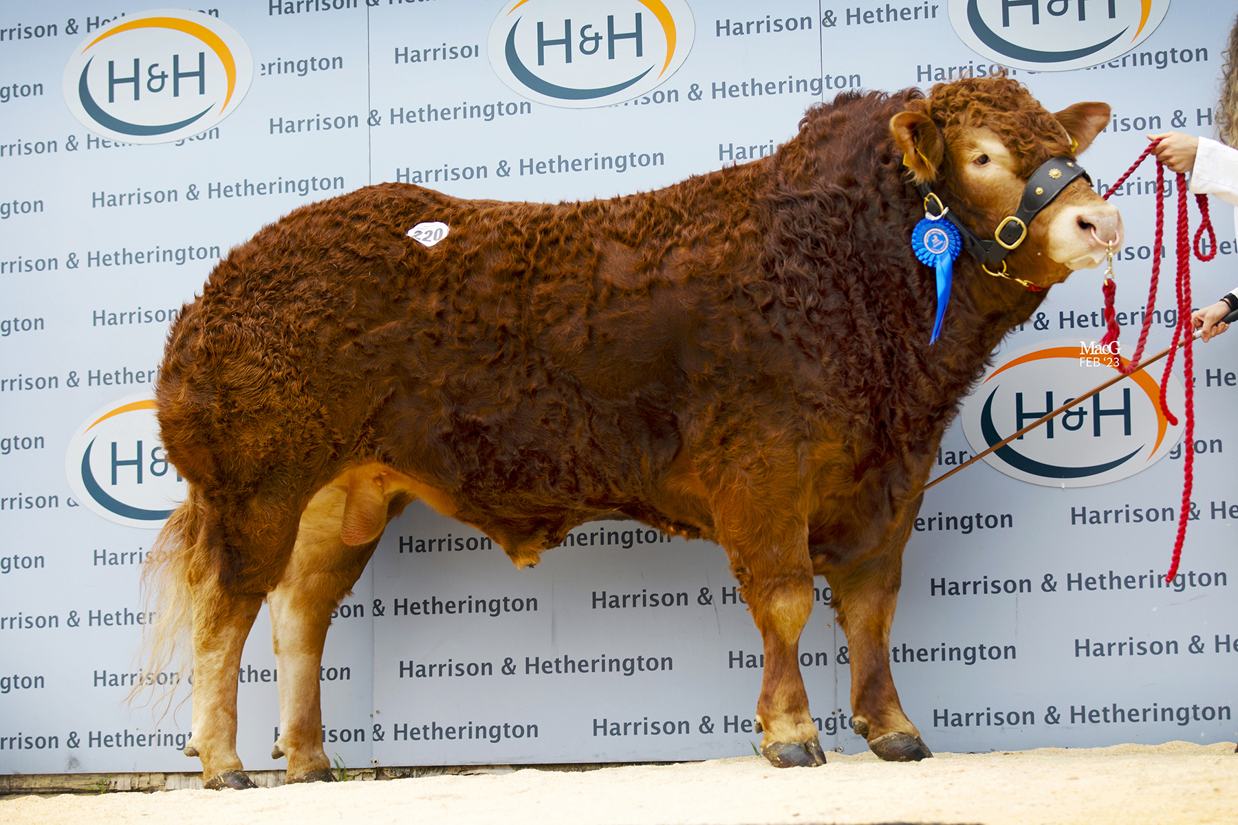 Easegillhead Superduper stood second in his class to the Marstons 45,000gns bull and made 18,000gns