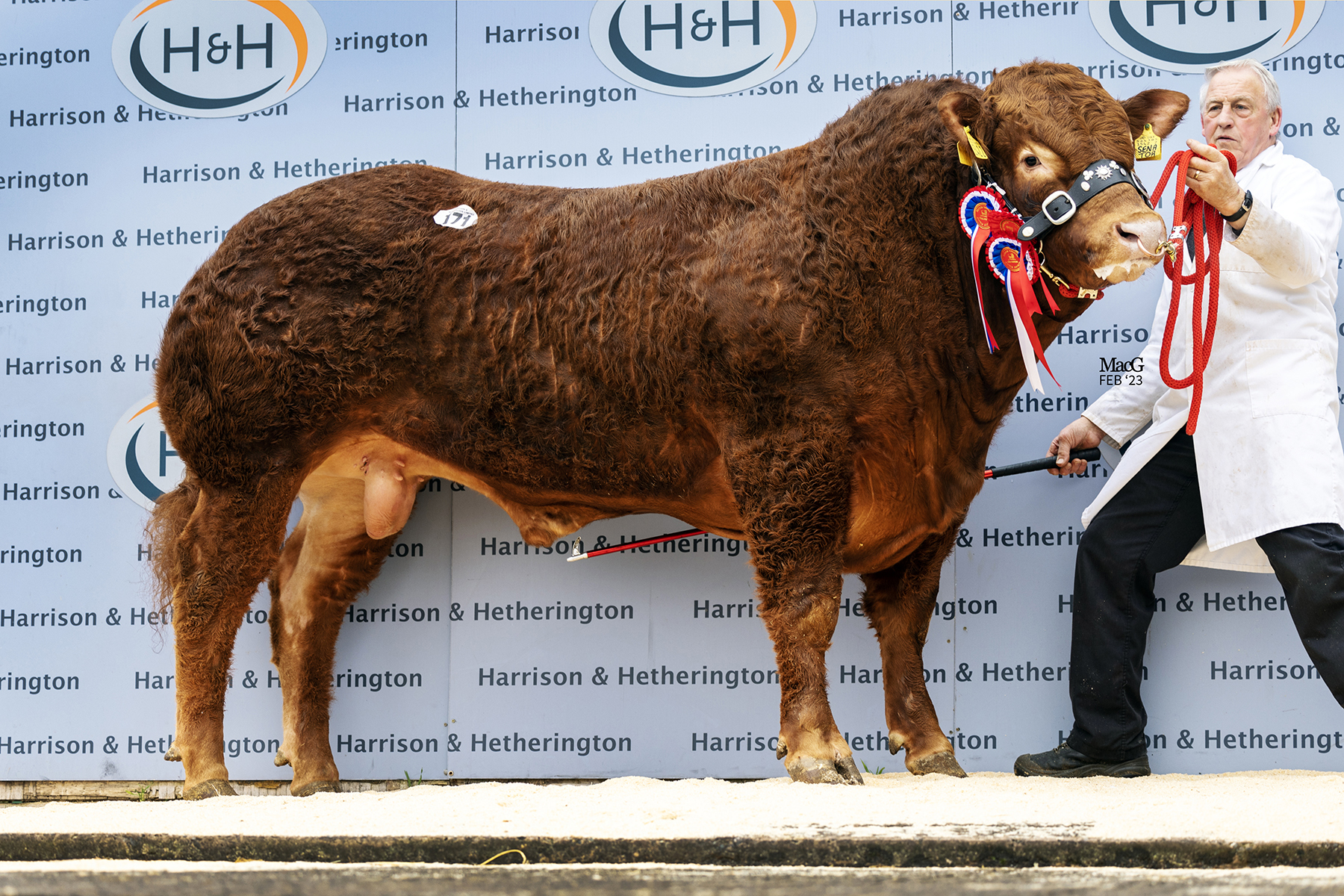 James McKays overall champion Ampertaine Senator sold for 25,000gns