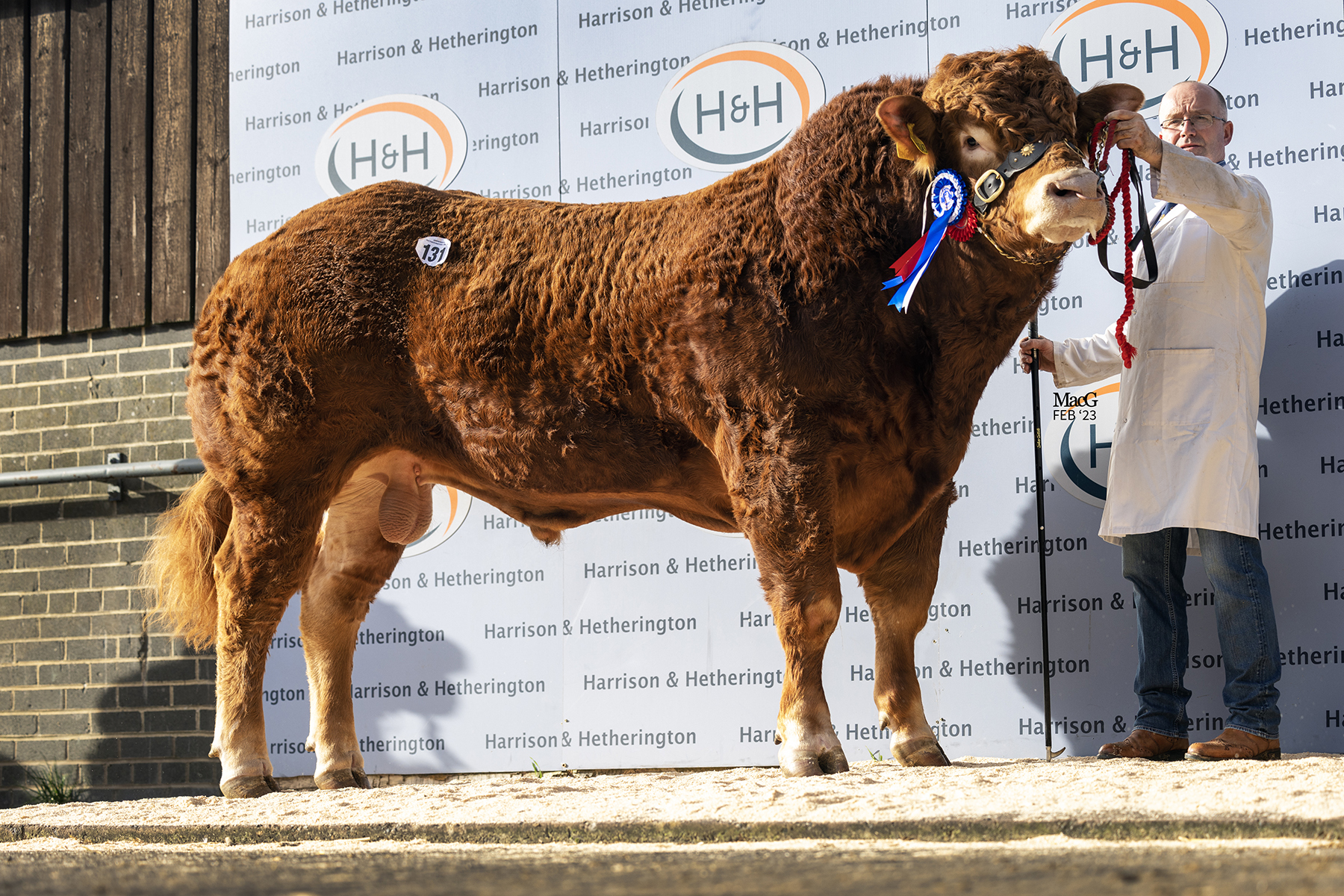 Anthony Renton and familys Meadowrig Scorpio was reserve senior and sold for 16,000gns