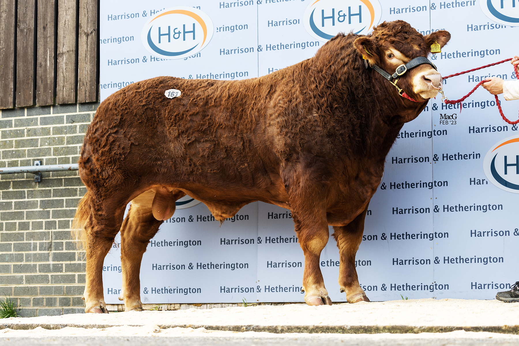 Goldies Supreme from Bruce Goldie made 11,000gns