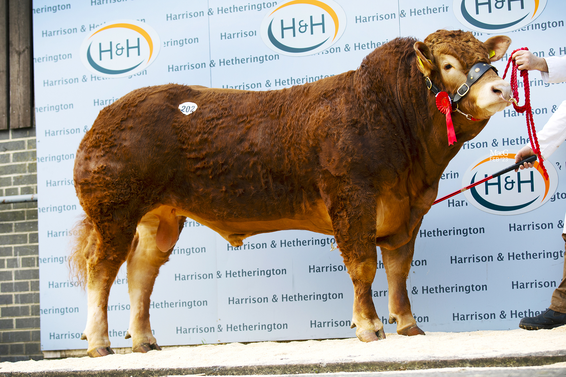 Harry Emslie bought Calogale Sykes for 11,000gns