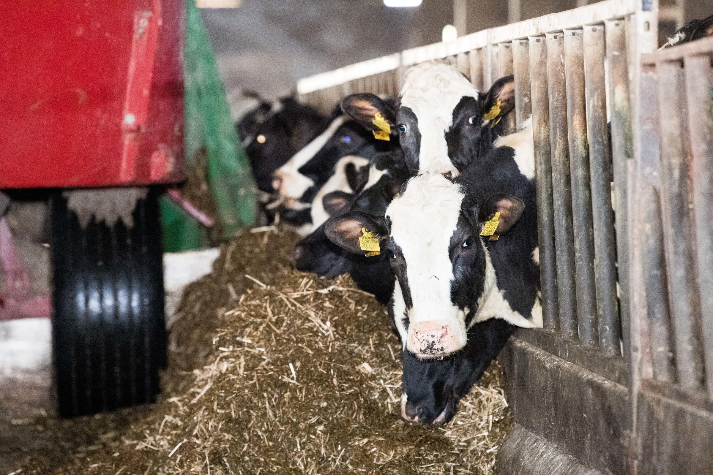 Straw Diets for Suckler Cows - check your ration!, Helping farmers in  Scotland