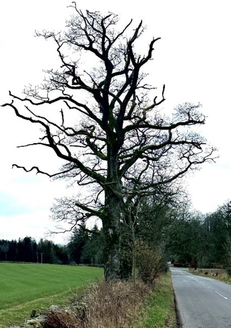 A dead tree remains standing. Picture: Keith Muir D&R.