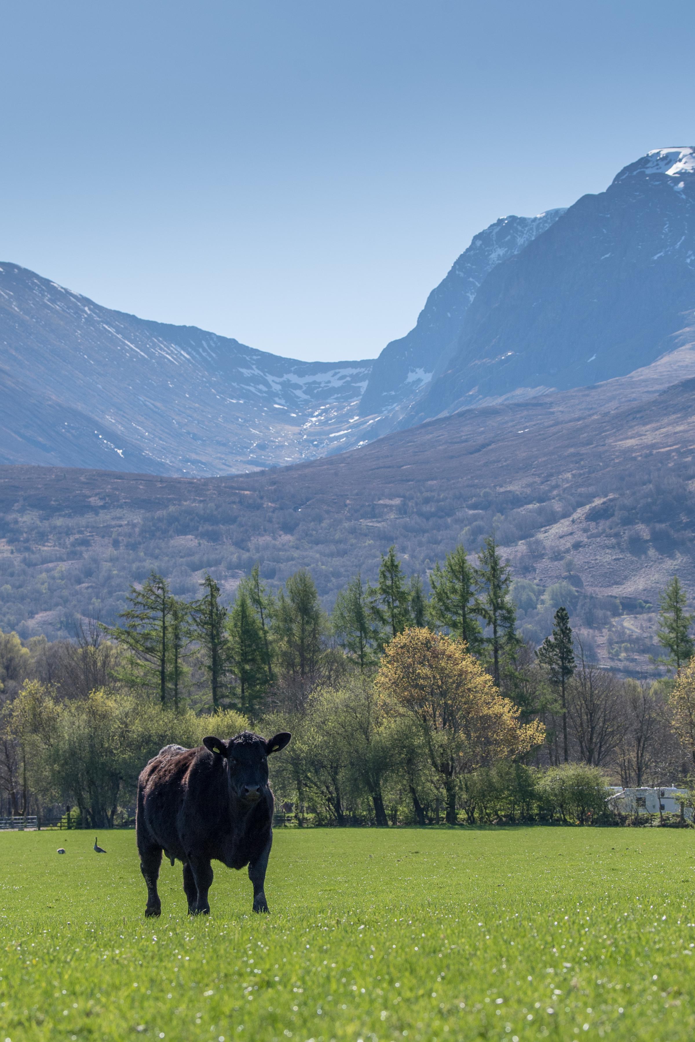 Ewen Campbell and the Kilmallie Aberdeen Angus live in the shadow of Ben Nevis Ref:RH190423036 Rob Haining / The Scottish Farmer...