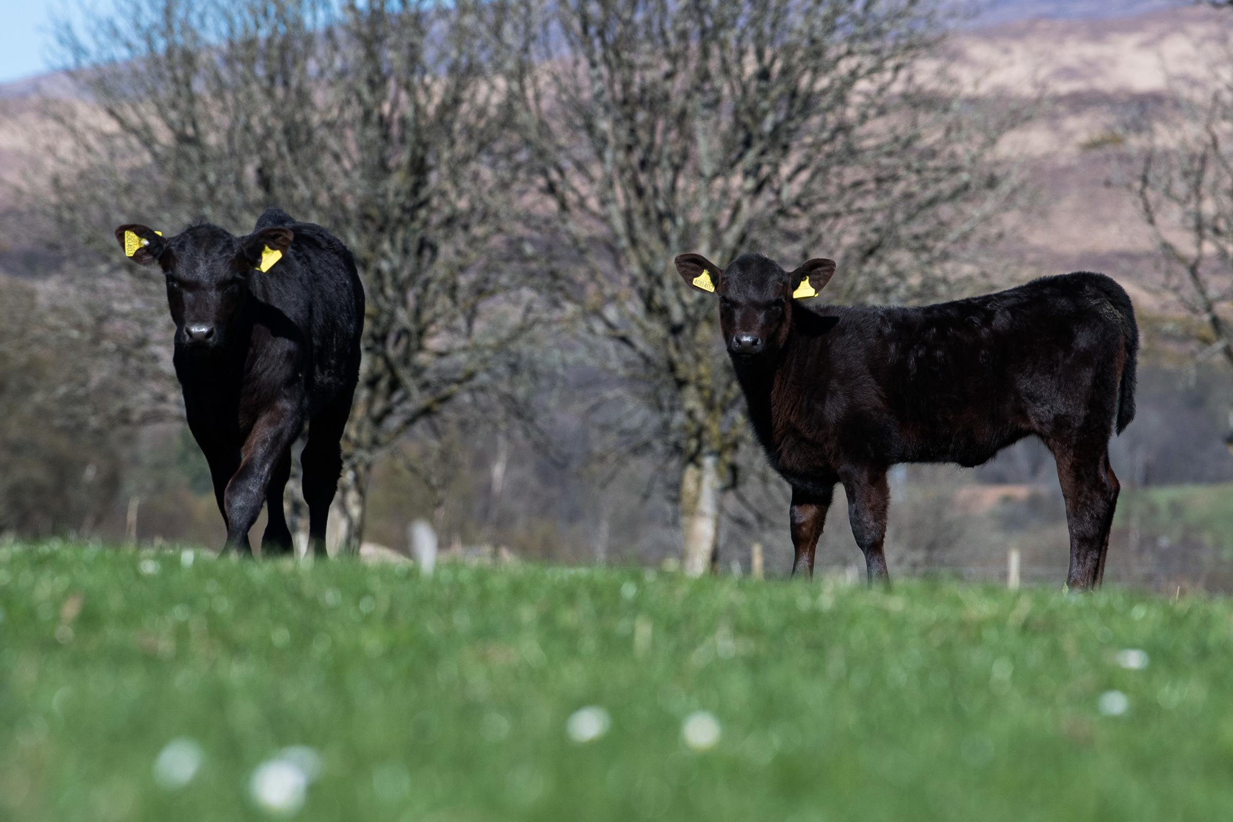 Spring born calves, and anything fit for breeding is sold as stores Ref:RH190423043 Rob Haining / The Scottish Farmer...