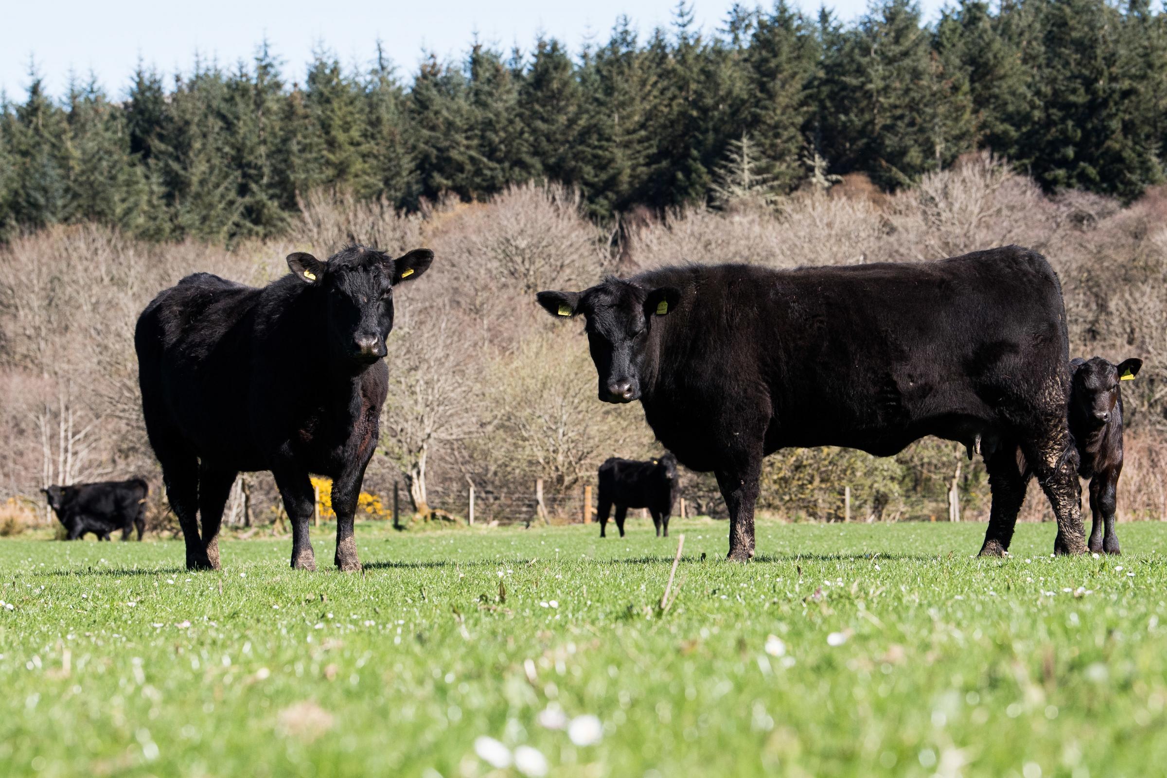 Cows are all spring calving Ref:RH190423040 Rob Haining / The Scottish Farmer...