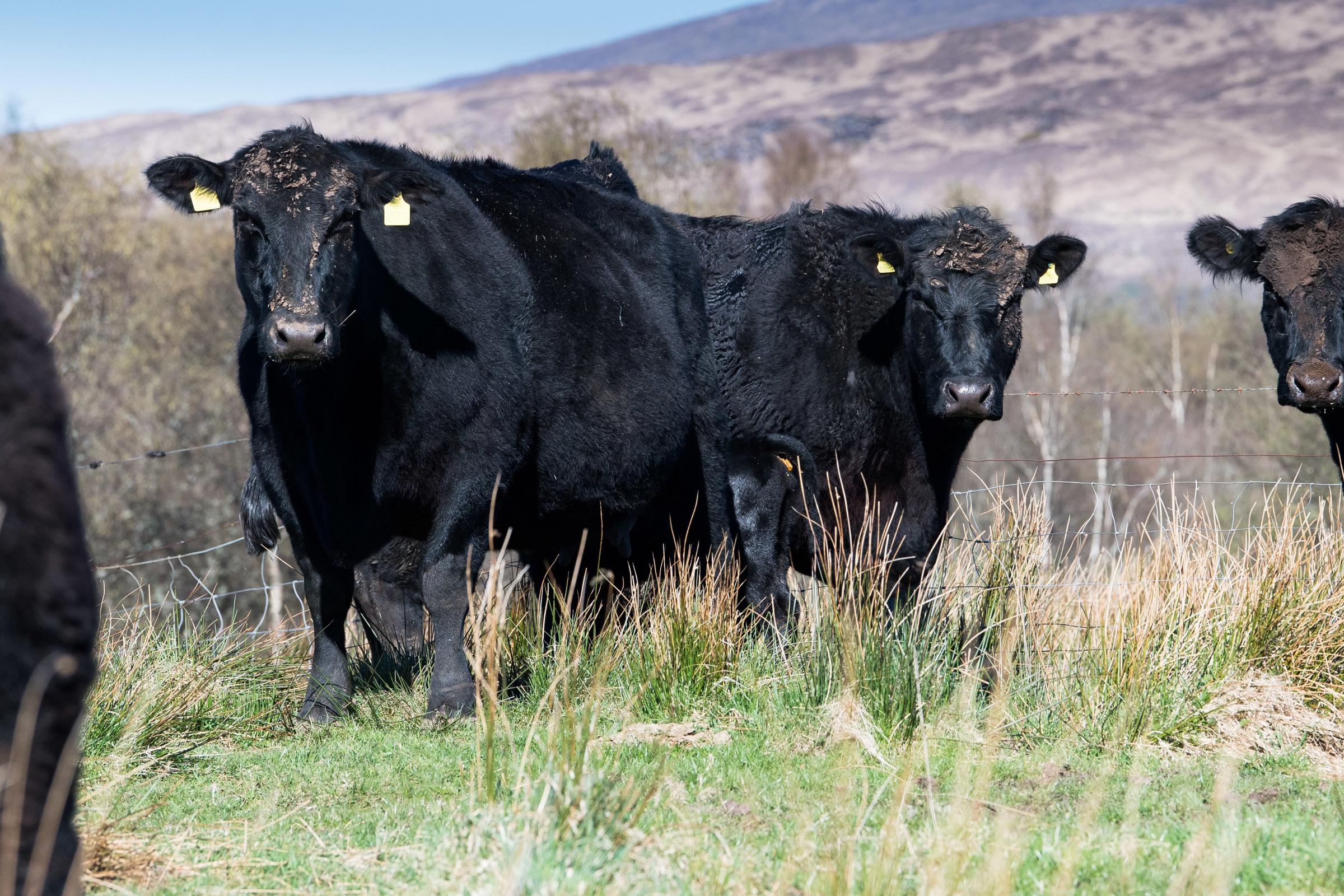 Ewen Campbell runs a small herd of Aberdeen Angus at Kilmallie Ref:RH190423027 Rob Haining / The Scottish Farmer...