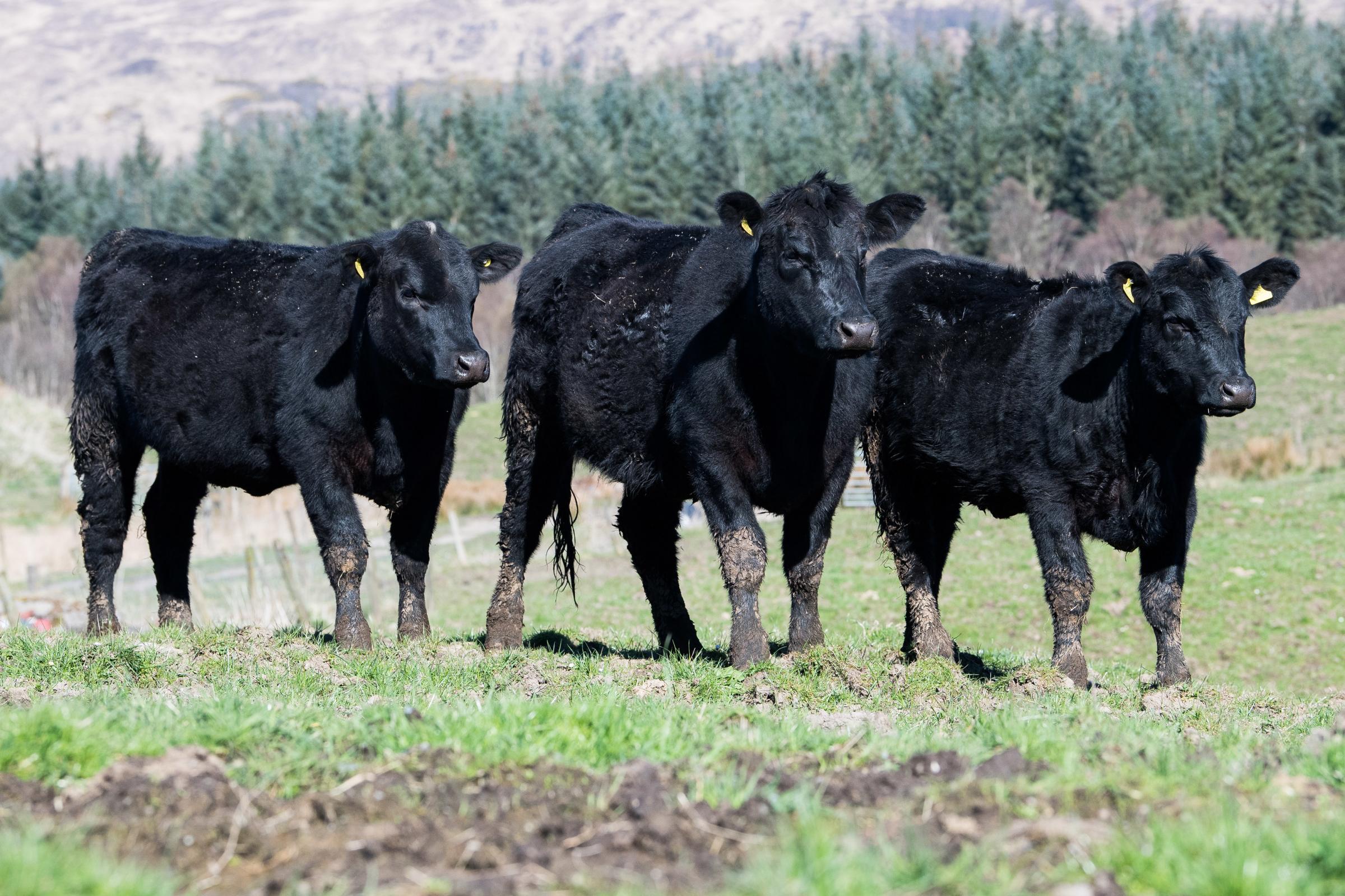 Batch of Kilmallie bulling heifers Ref:RH190423032 Rob Haining / The Scottish Farmer...