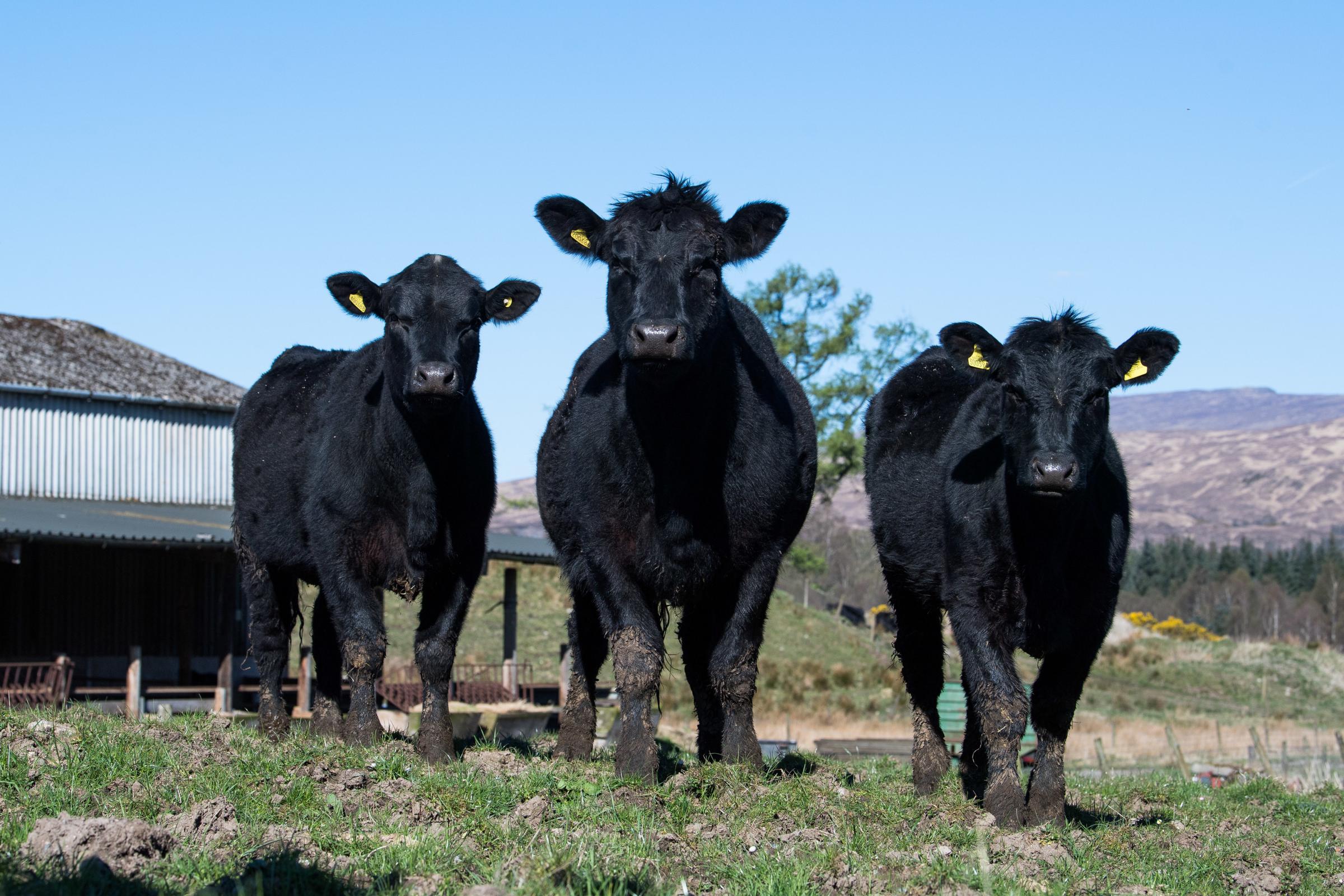 Batch of Kilmallie bulling heifers Ref:RH190423031 Rob Haining / The Scottish Farmer...