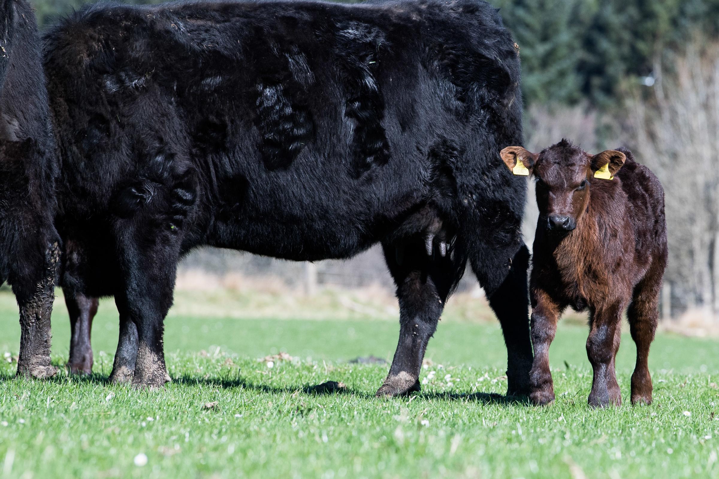 The Aberdeen Angus has plenty of milk and great mothering ability to take care of her calf Ref:RH190423044 Rob Haining / The Scottish Farmer...