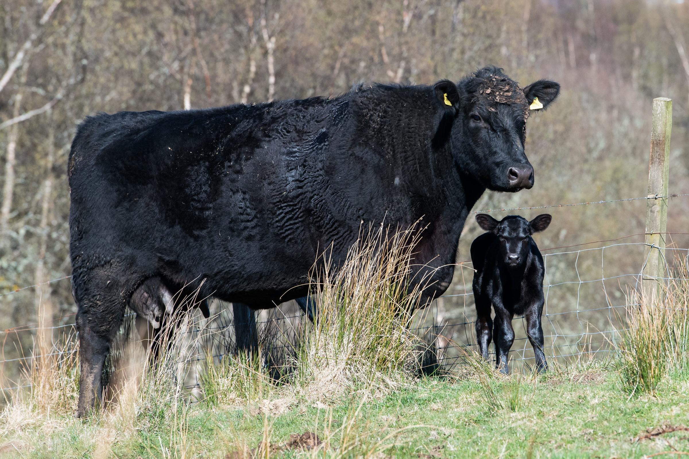 Kilmallie Kylie S037 with her new born calf Ref:RH190423026 Rob Haining / The Scottish Farmer...